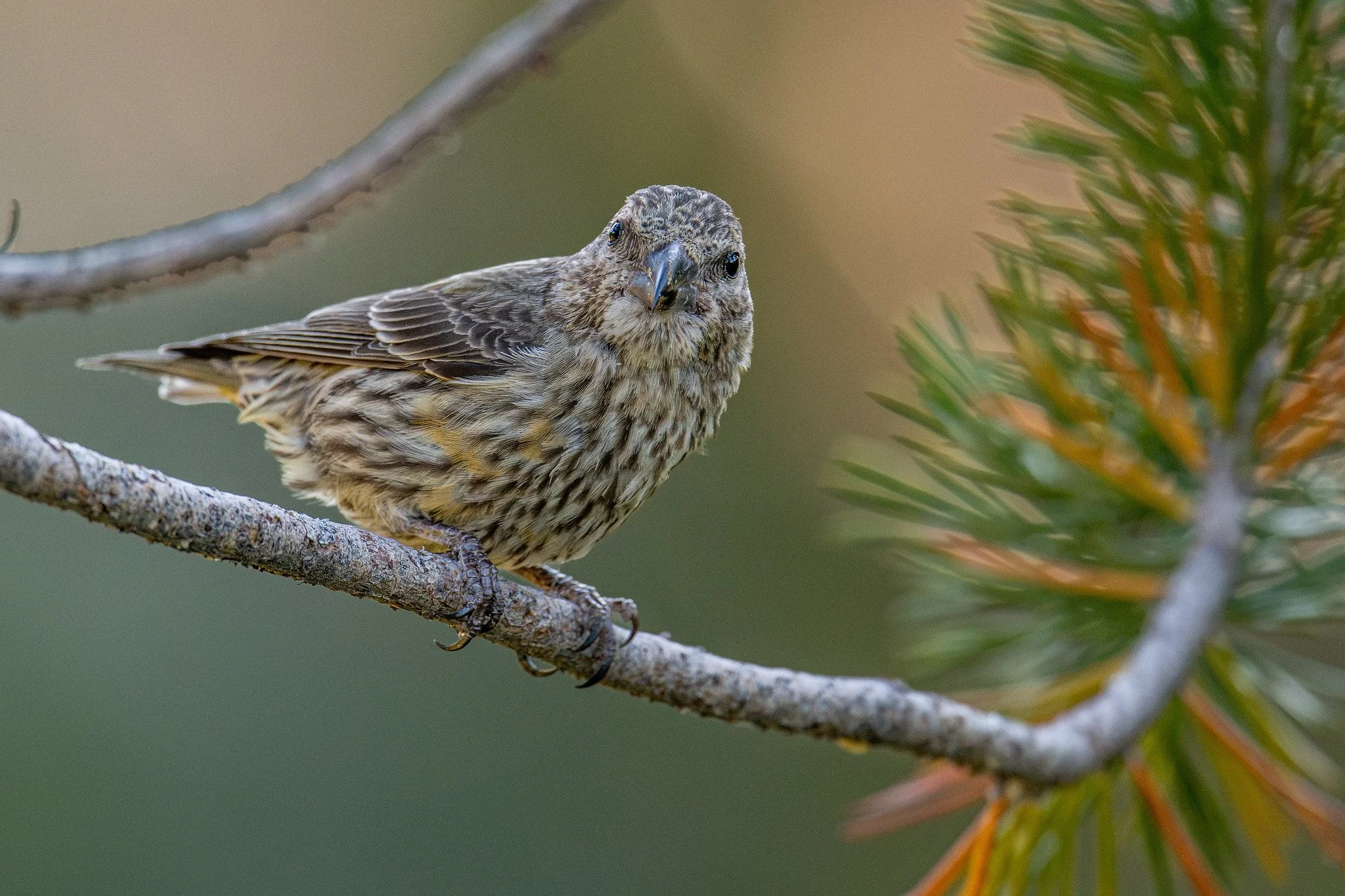 Red Crossbill (Loxia curvirostra)