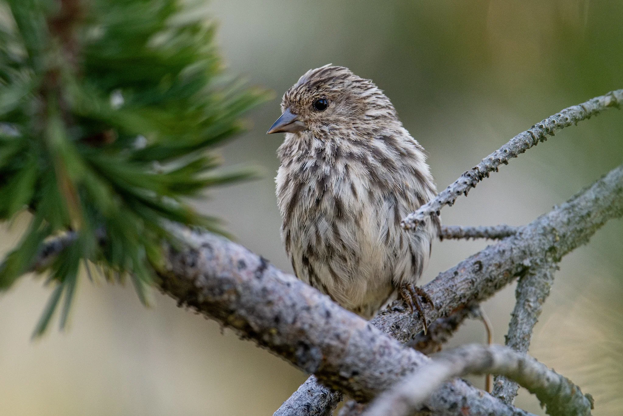 Pine Siskin (Spinus pinus)