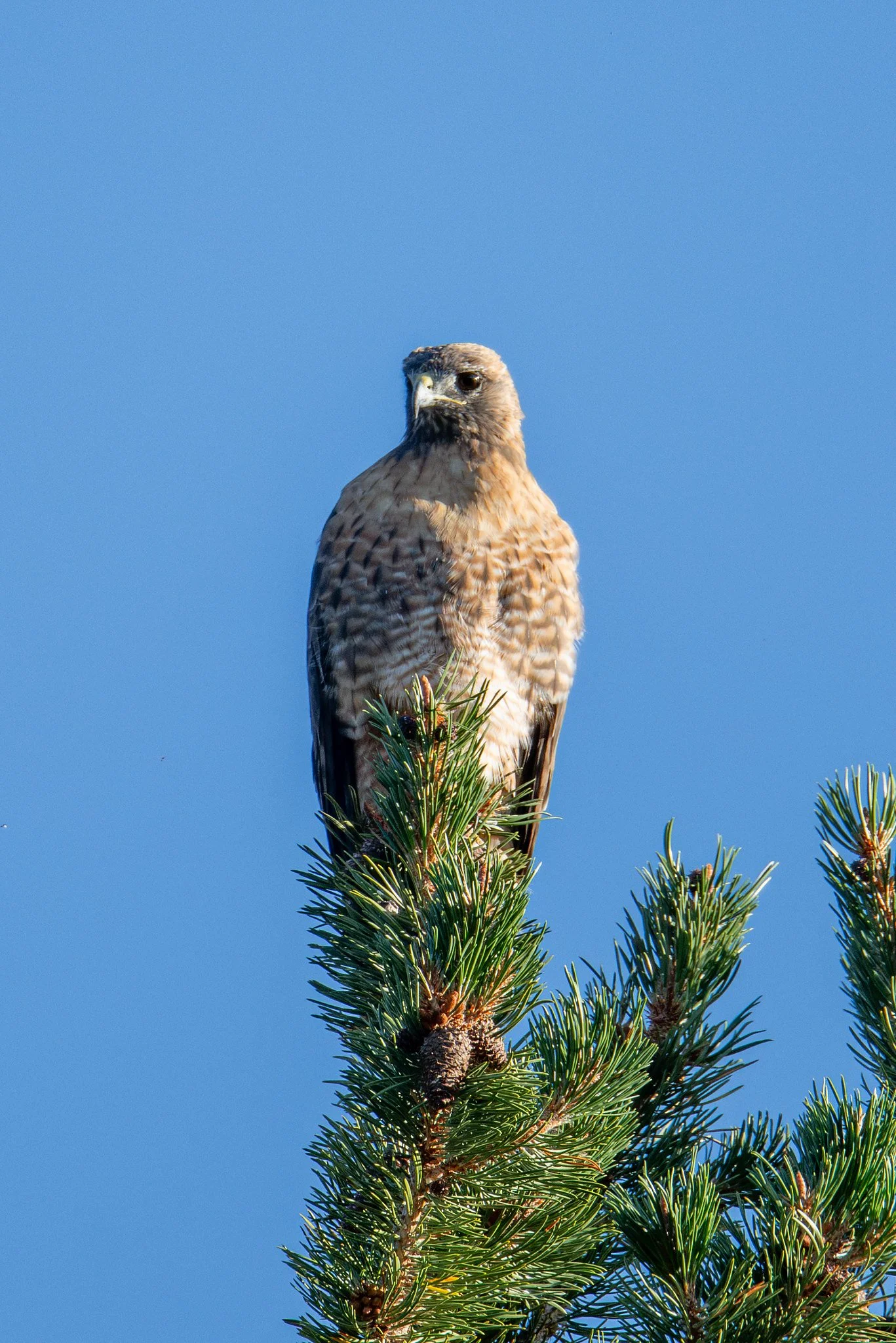 Red-tailed Hawk (Buteo jamaicensis)