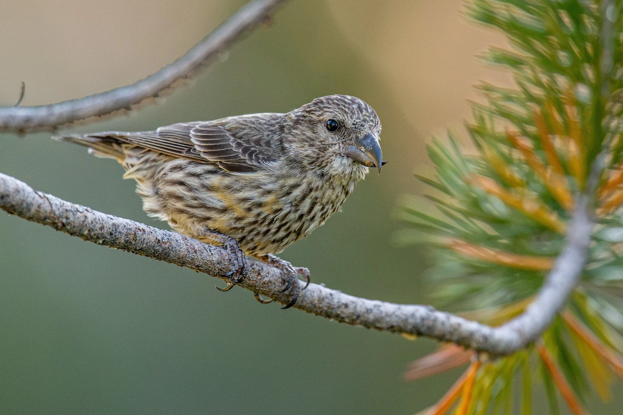 Red Crossbill (Loxia curvirostra)