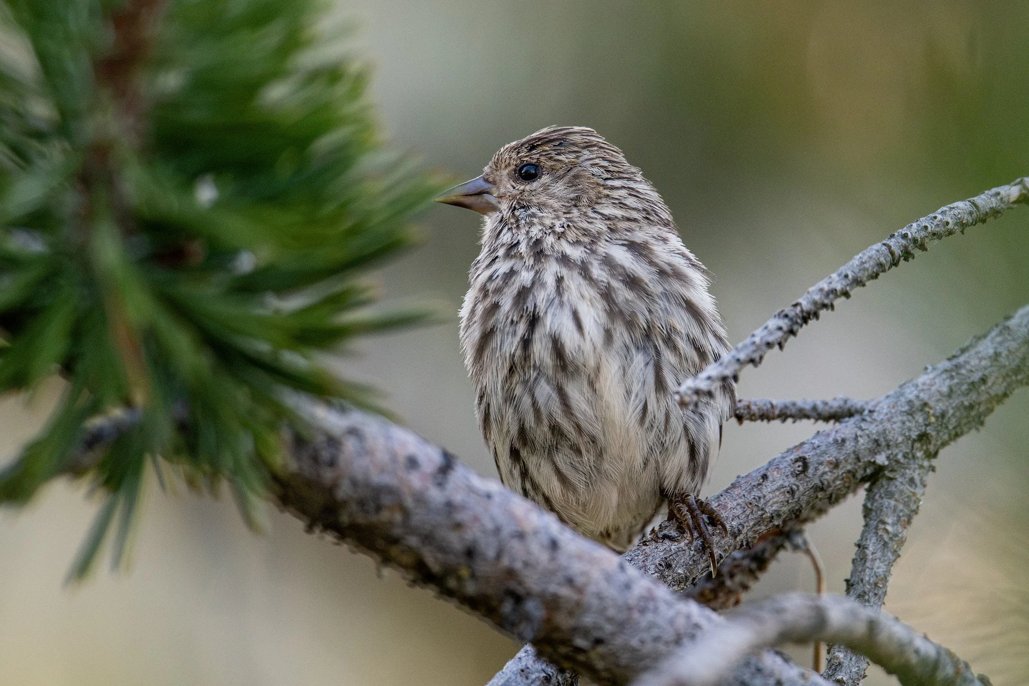 Pine Siskin (Spinus pinus)