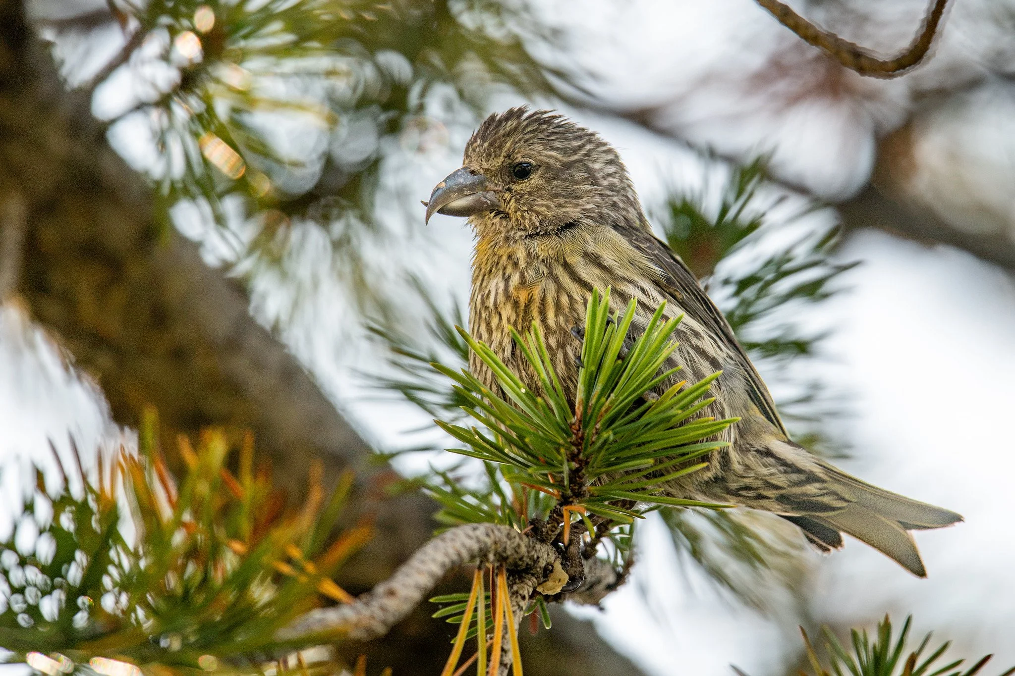 Red Crossbill (Loxia curvirostra)