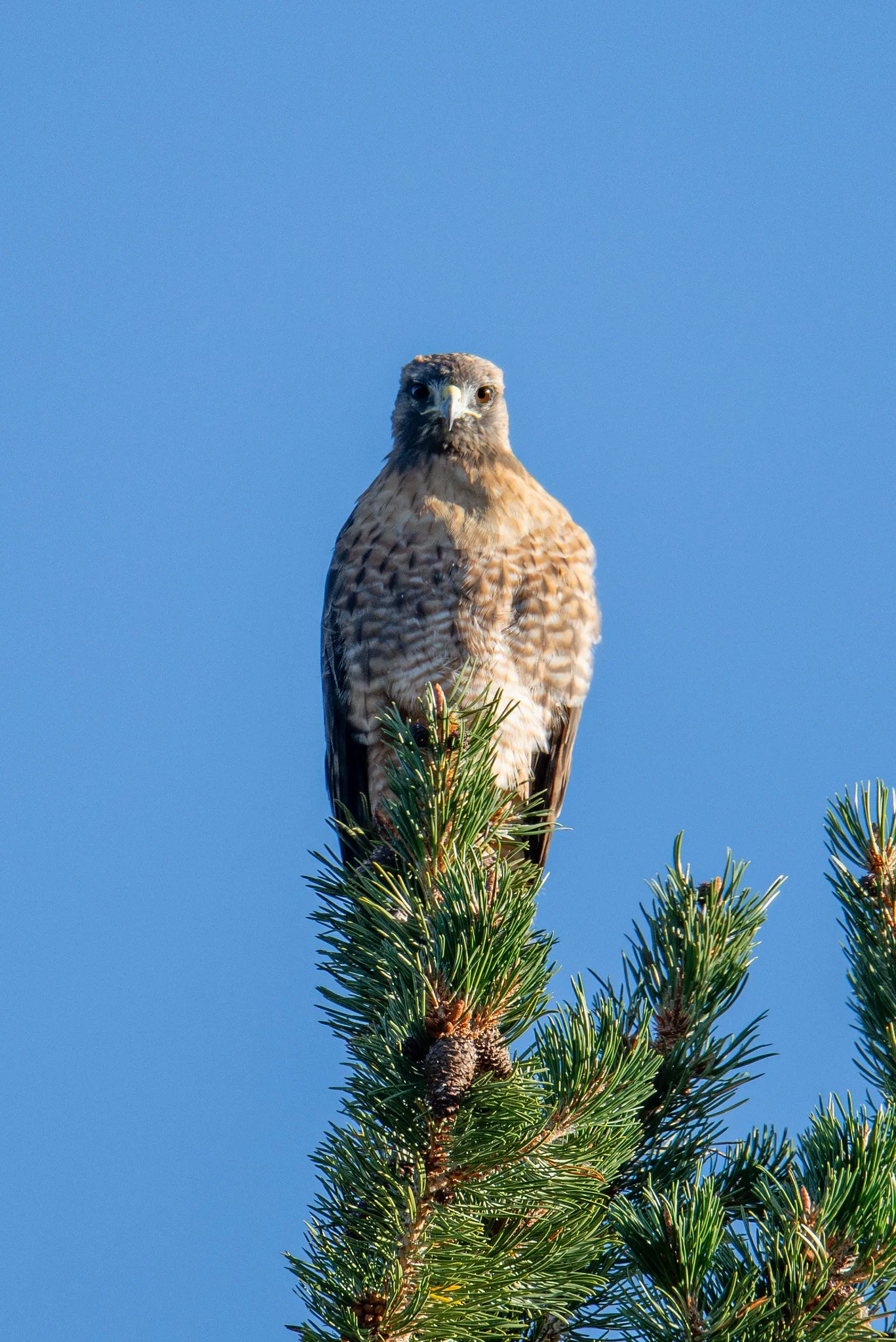 Red-tailed Hawk (Buteo jamaicensis)