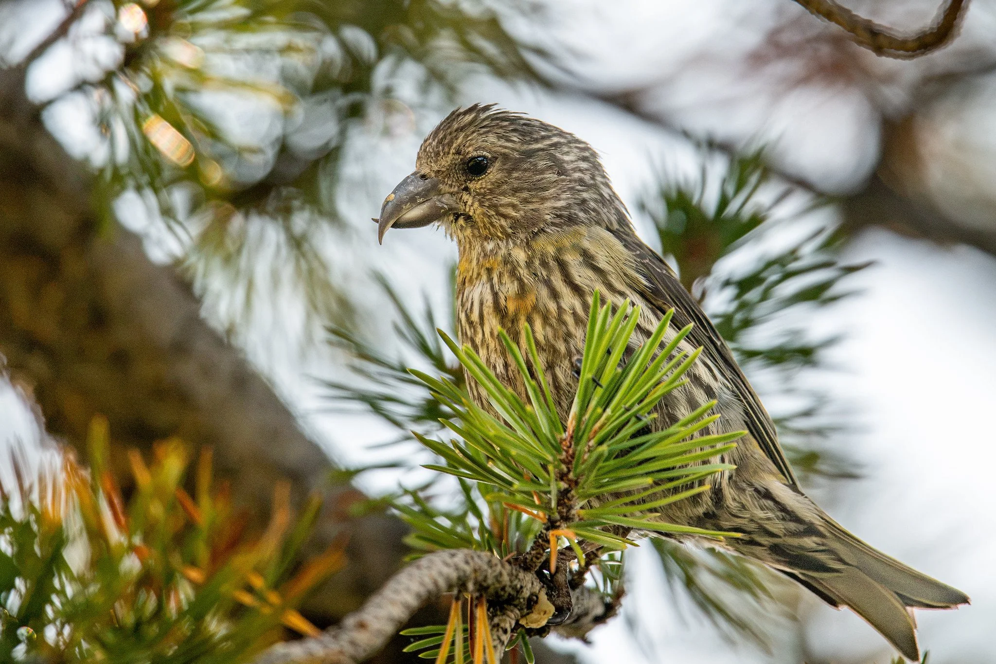 Red Crossbill (Loxia curvirostra)