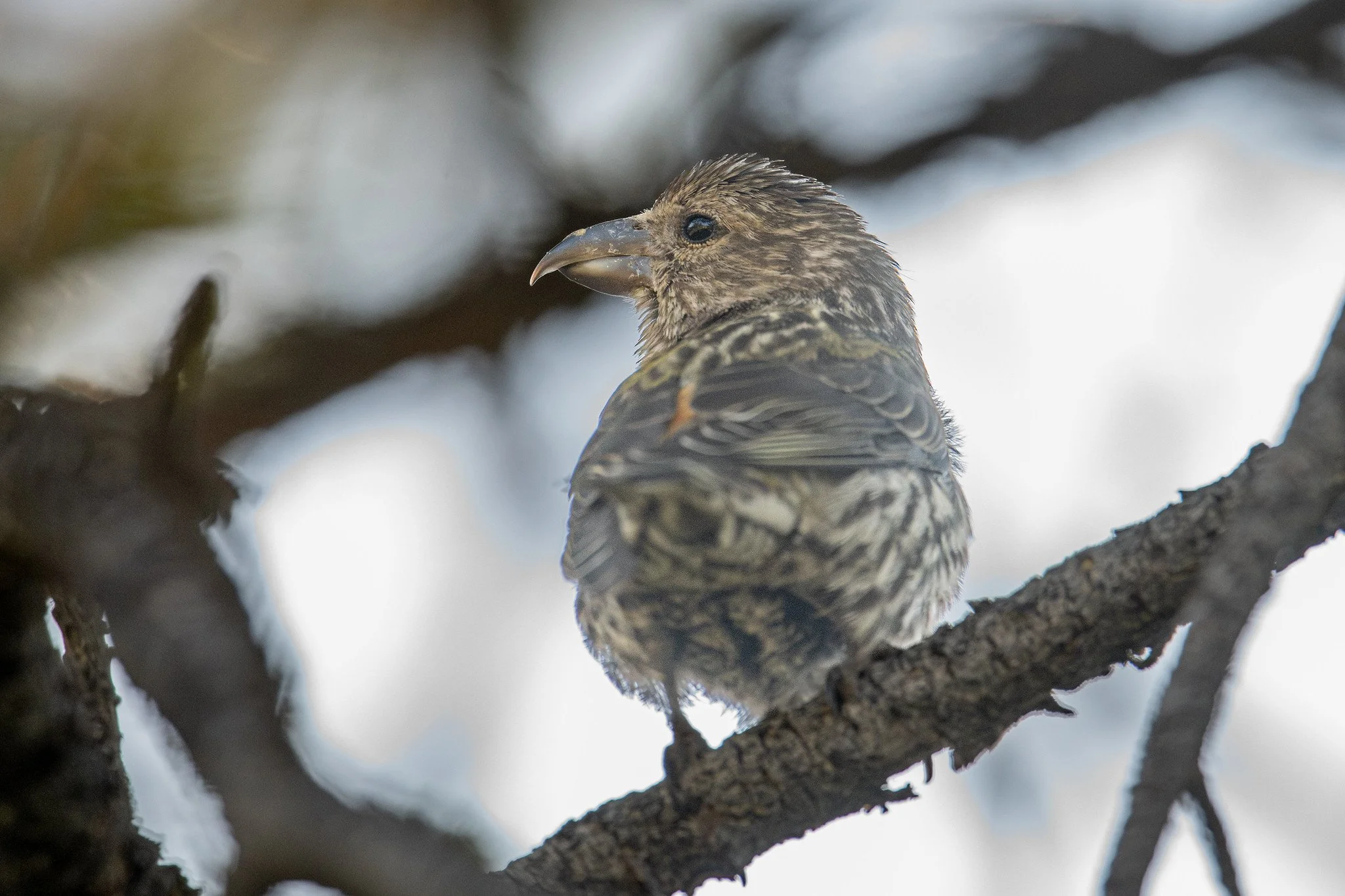 Red Crossbill (Loxia curvirostra)