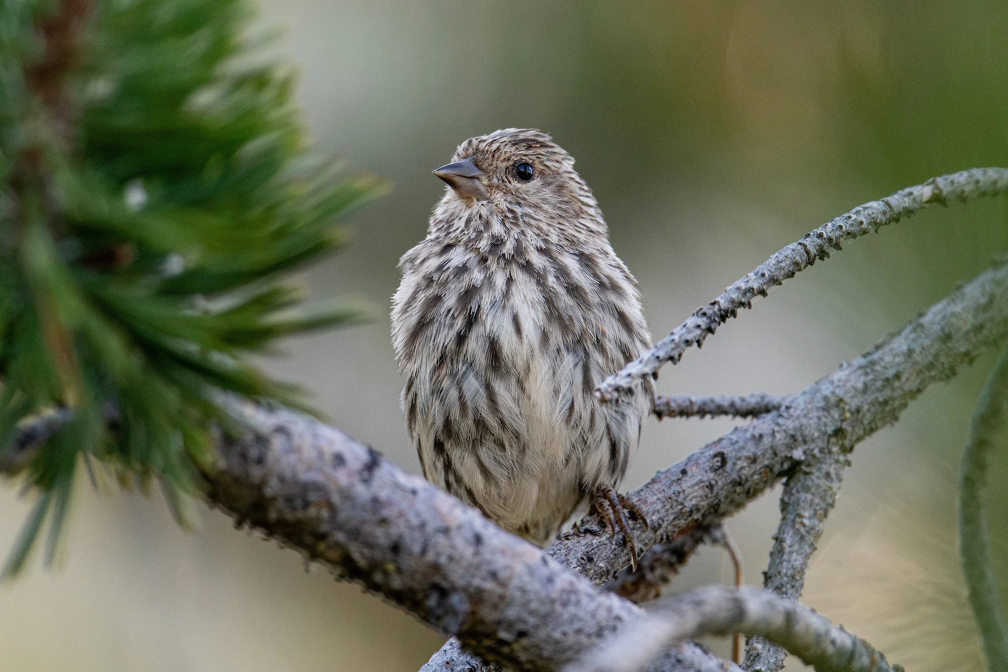 Pine Siskin (Spinus pinus)