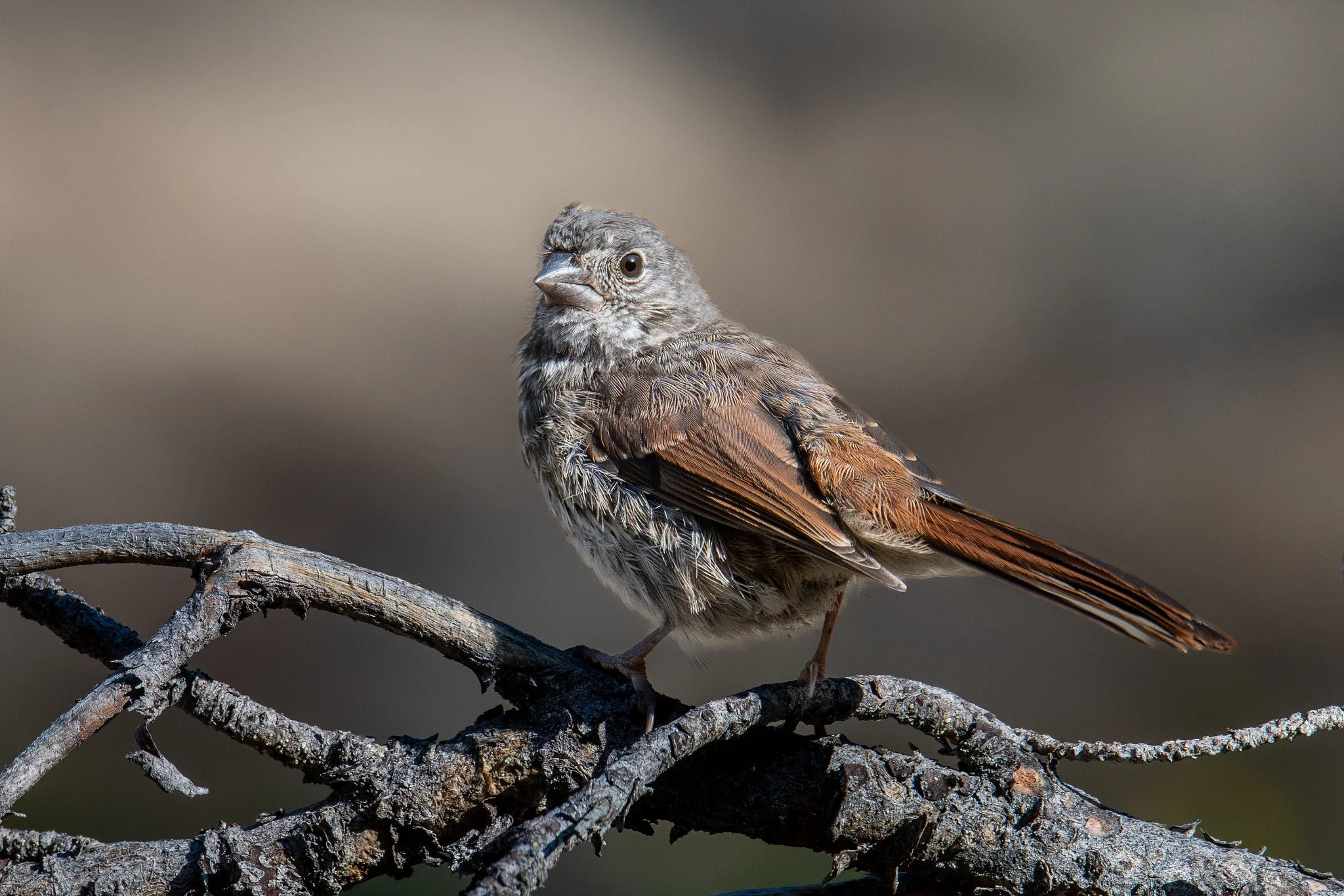 Fox Sparrow, Thick-billed (Passerella iliaca [megarhyncha Group])