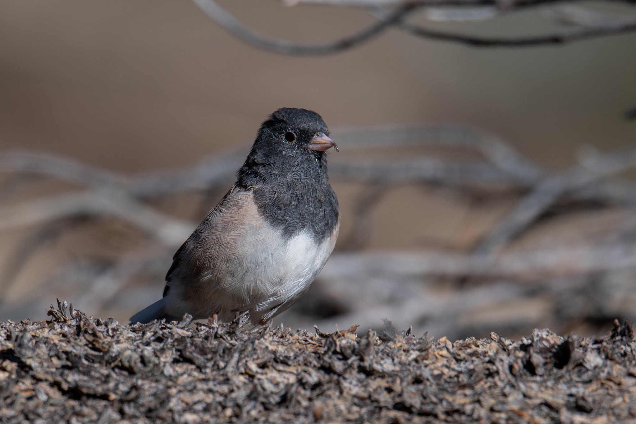 Dark-eyed Junco, Oregon (Junco hyemalis [oreganus Group])
