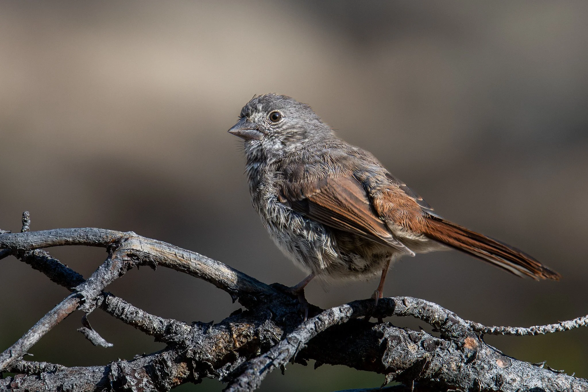 Fox Sparrow, Thick-billed (Passerella iliaca [megarhyncha Group])