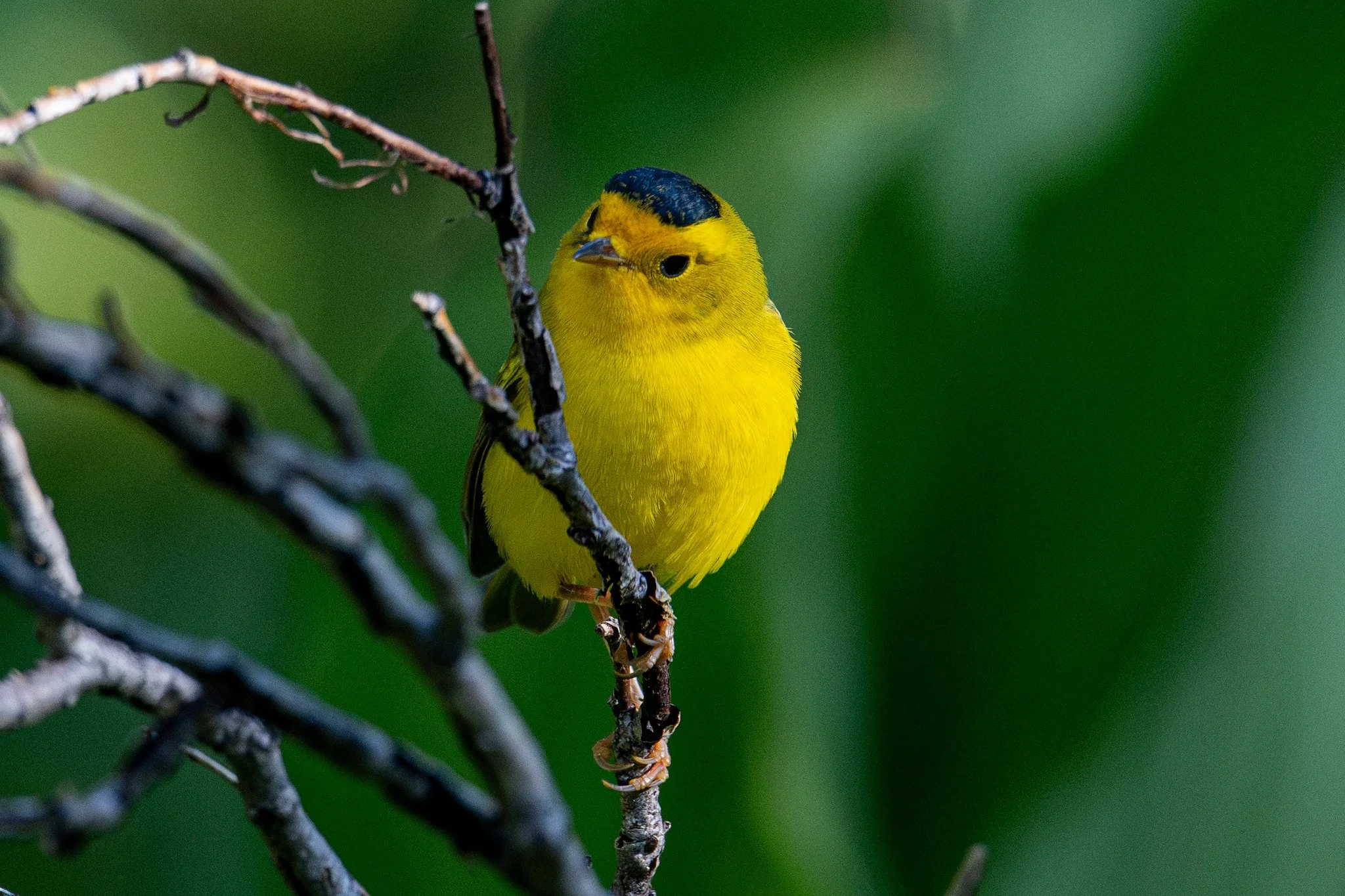 Wilson's Warbler (Cardellina pusilla)