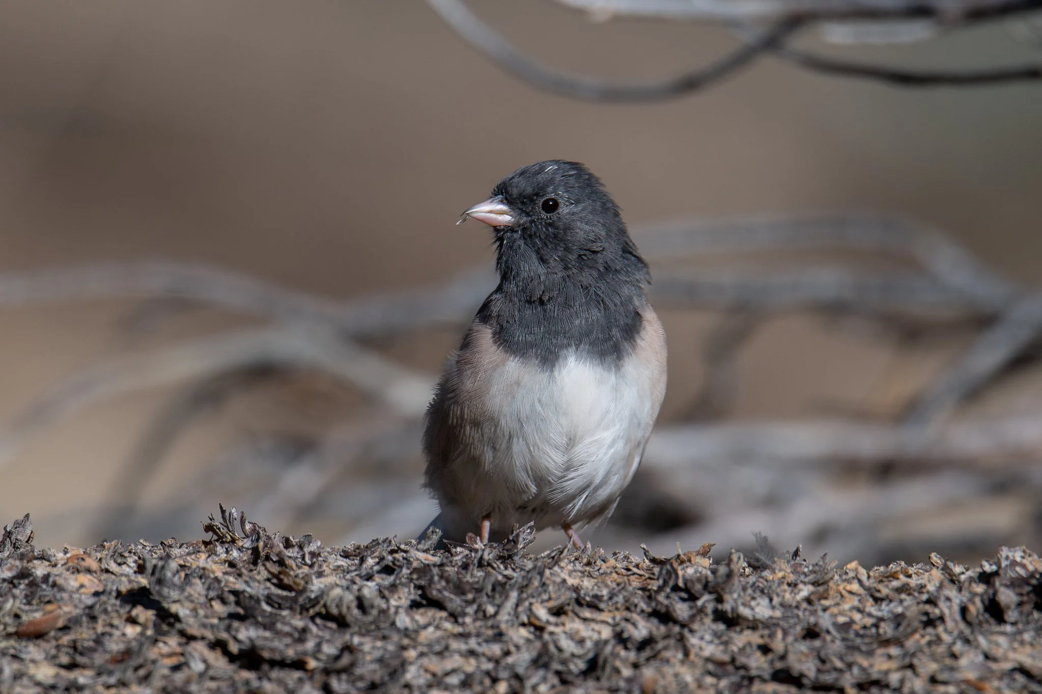 Dark-eyed Junco, Oregon (Junco hyemalis [oreganus Group])