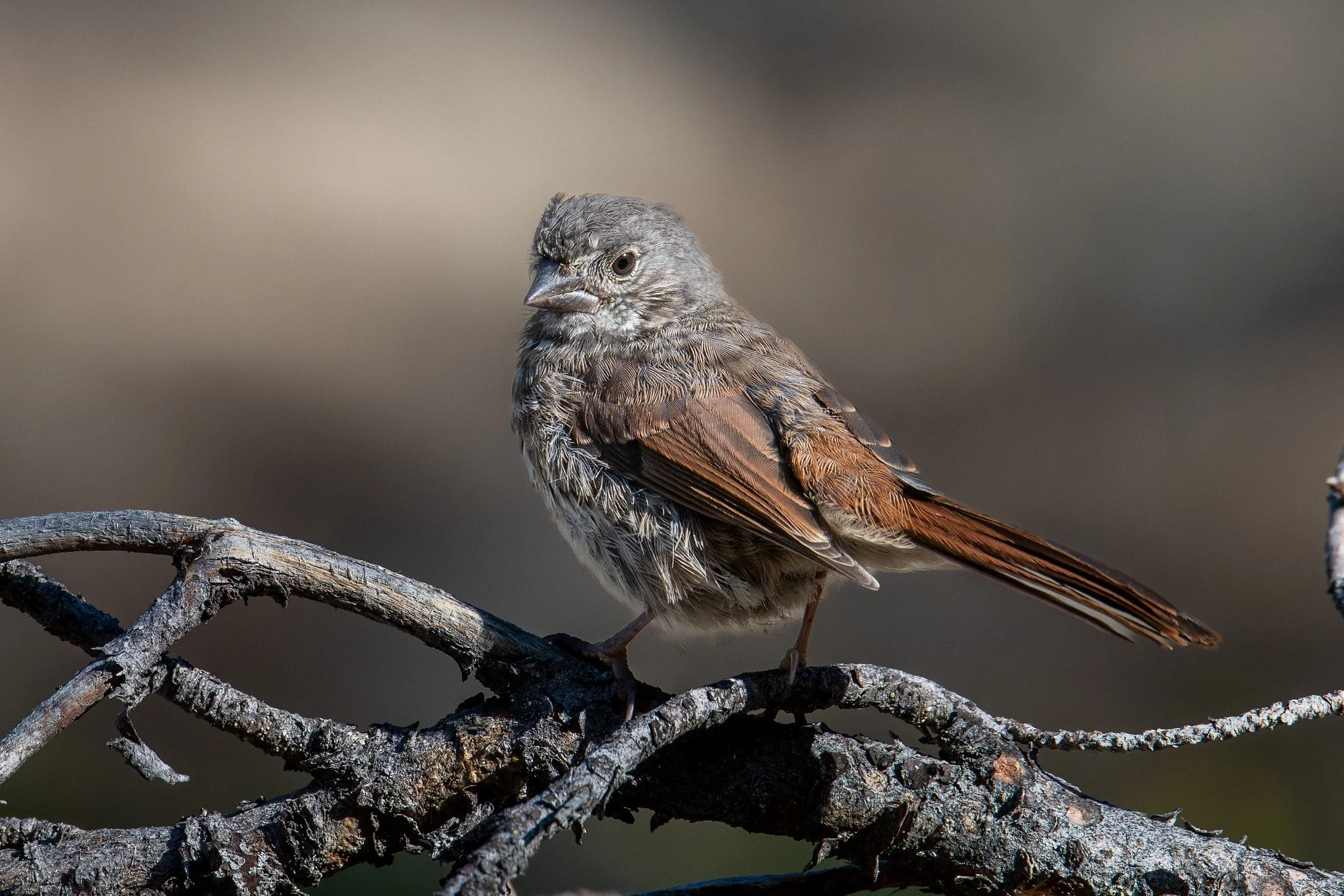 Fox Sparrow, Thick-billed (Passerella iliaca [megarhyncha Group])