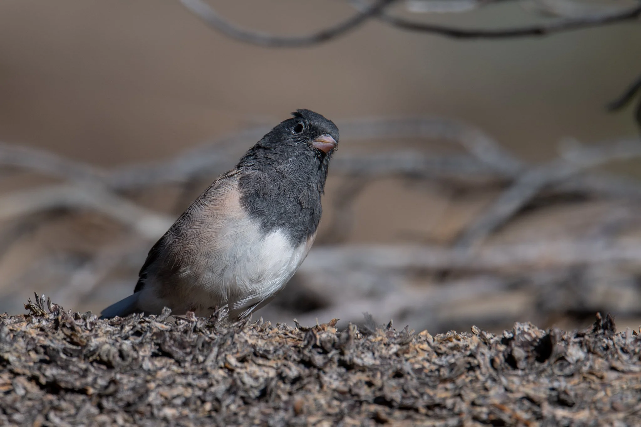 Dark-eyed Junco, Oregon (Junco hyemalis [oreganus Group])
