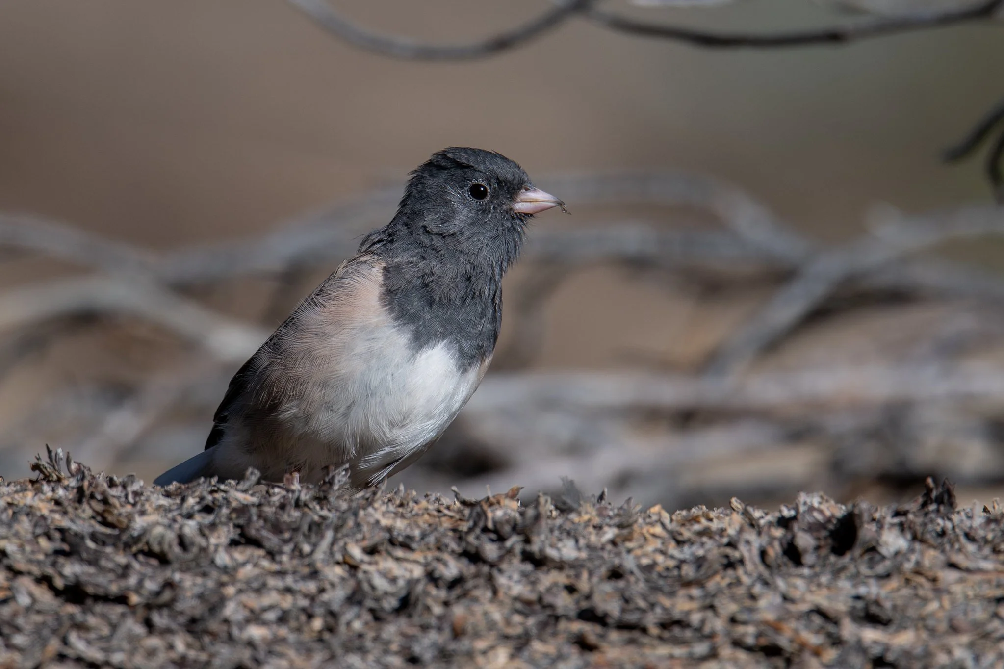 Dark-eyed Junco, Oregon (Junco hyemalis [oreganus Group])