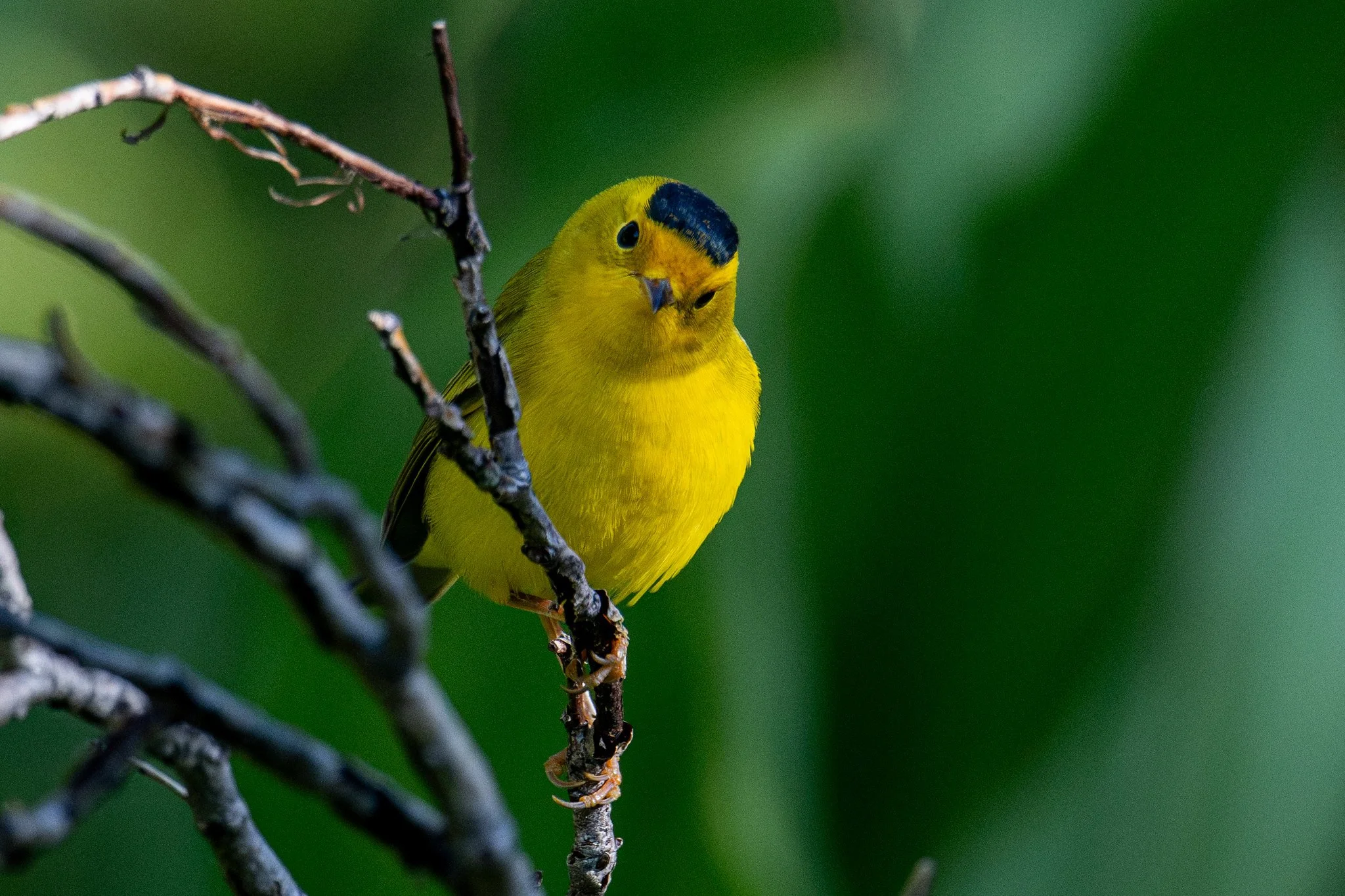 Wilson's Warbler (Cardellina pusilla)