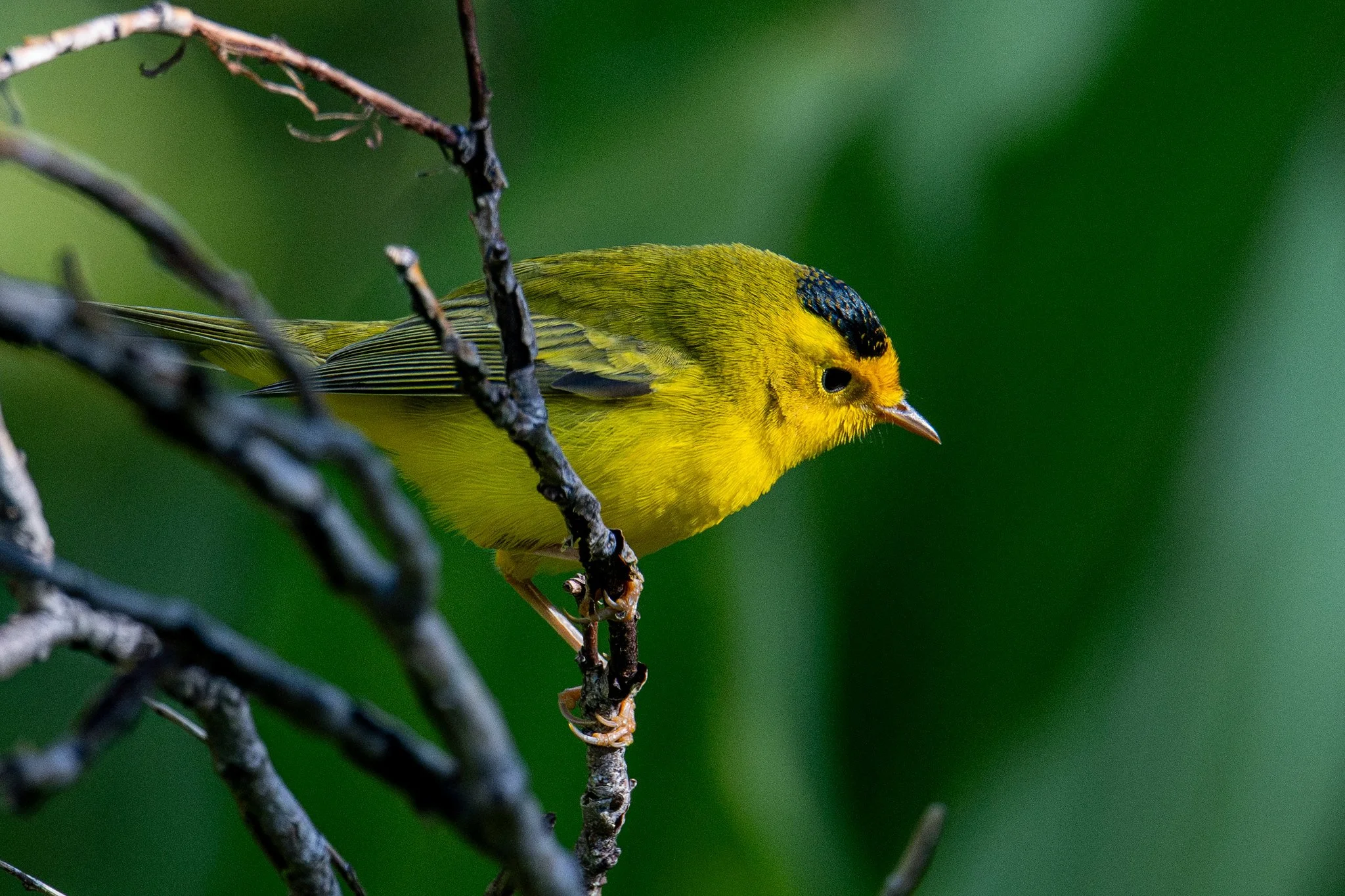 Wilson's Warbler (Cardellina pusilla)