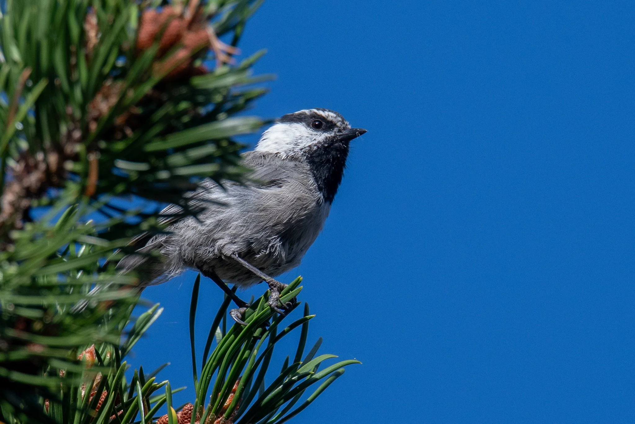 Mountain Chickadee (Poecile gambeli)