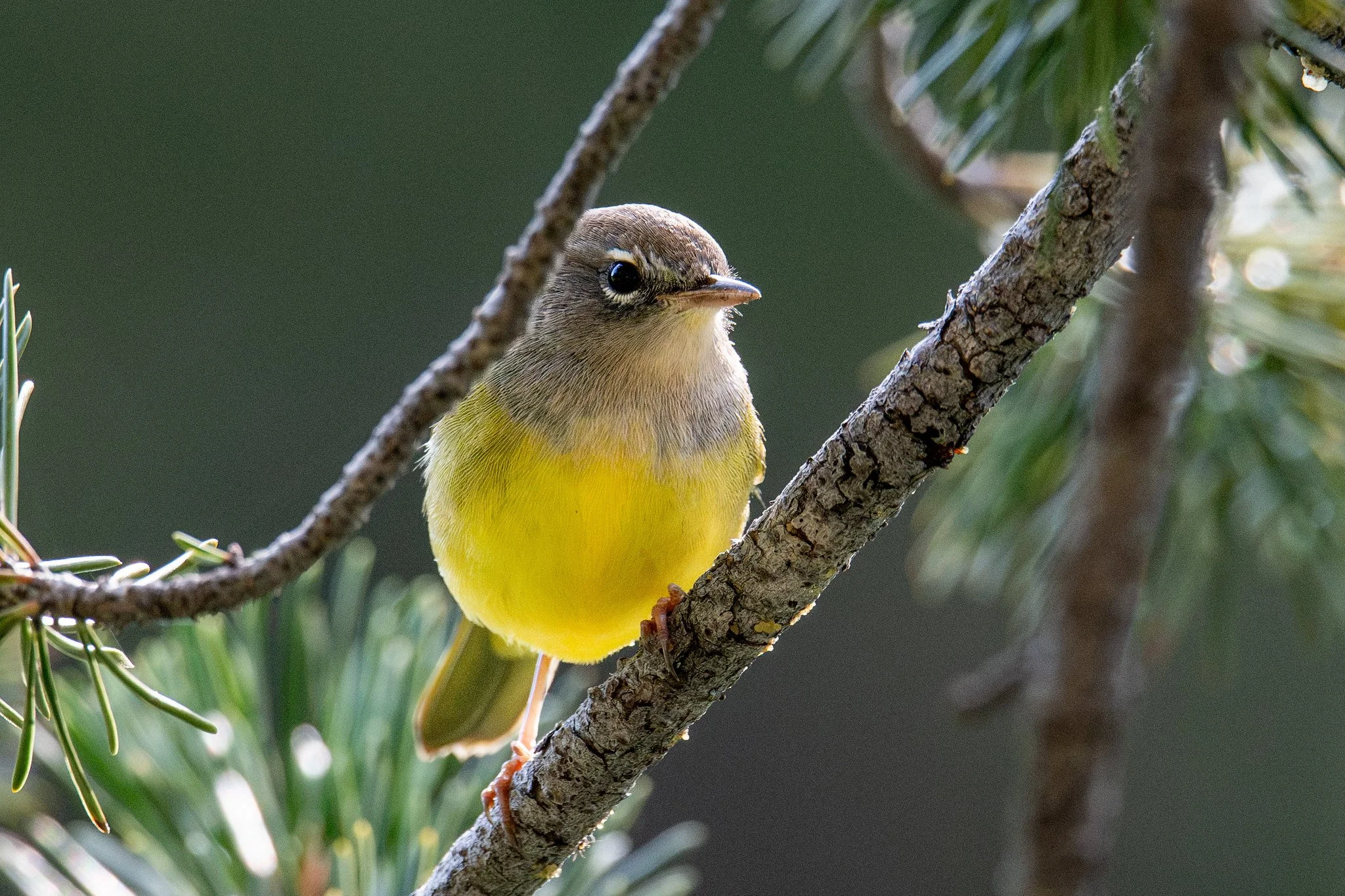 MacGillivray's Warbler (Geothlypis tolmiei)