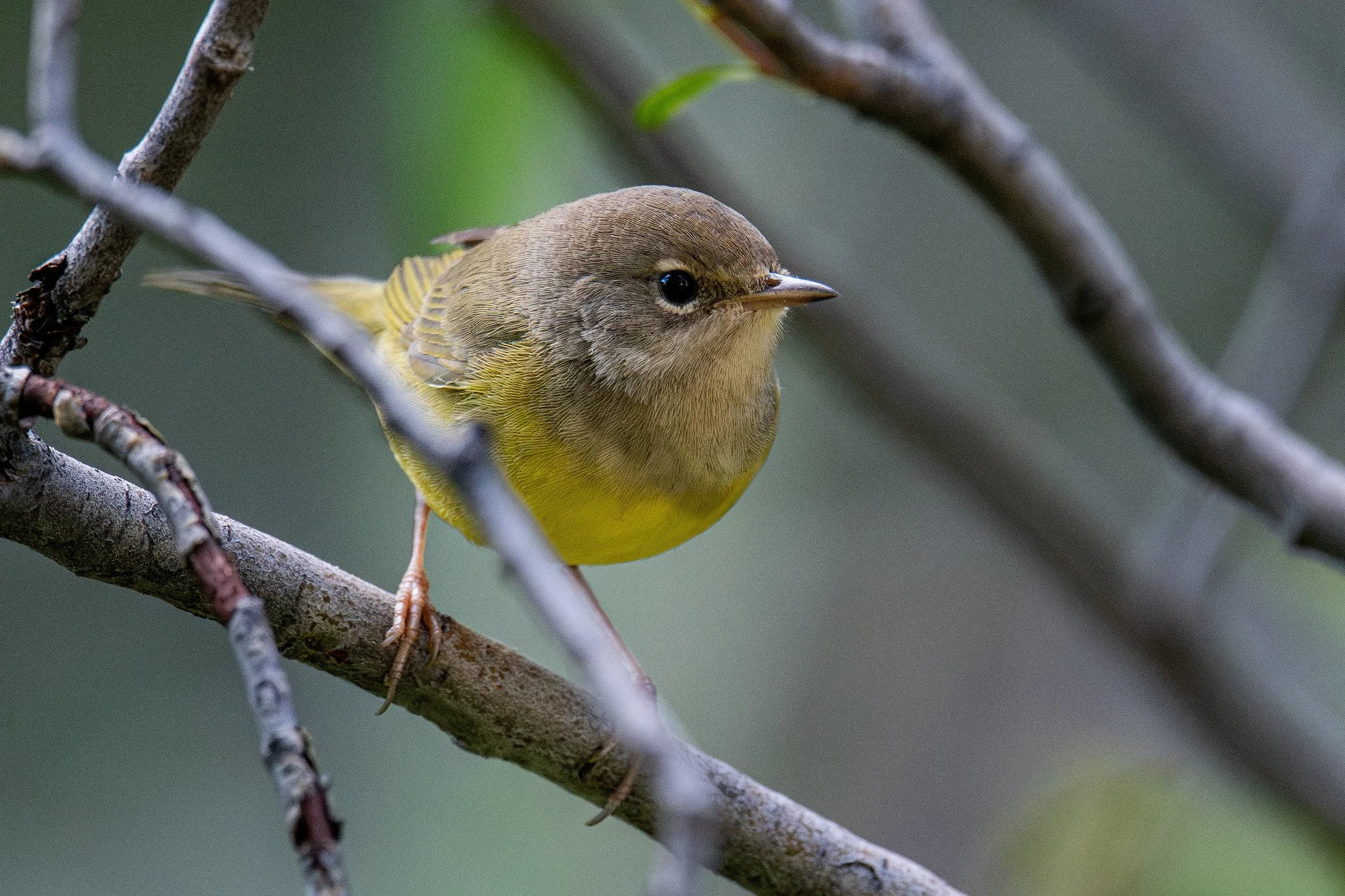 MacGillivray's Warbler (Geothlypis tolmiei)