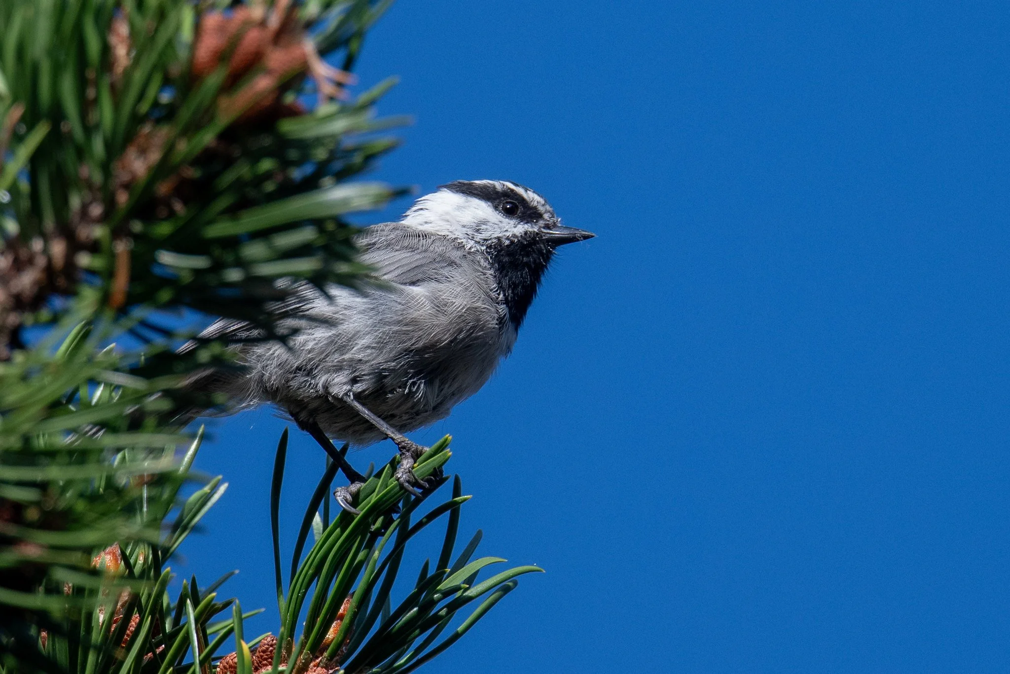 Mountain Chickadee (Poecile gambeli)