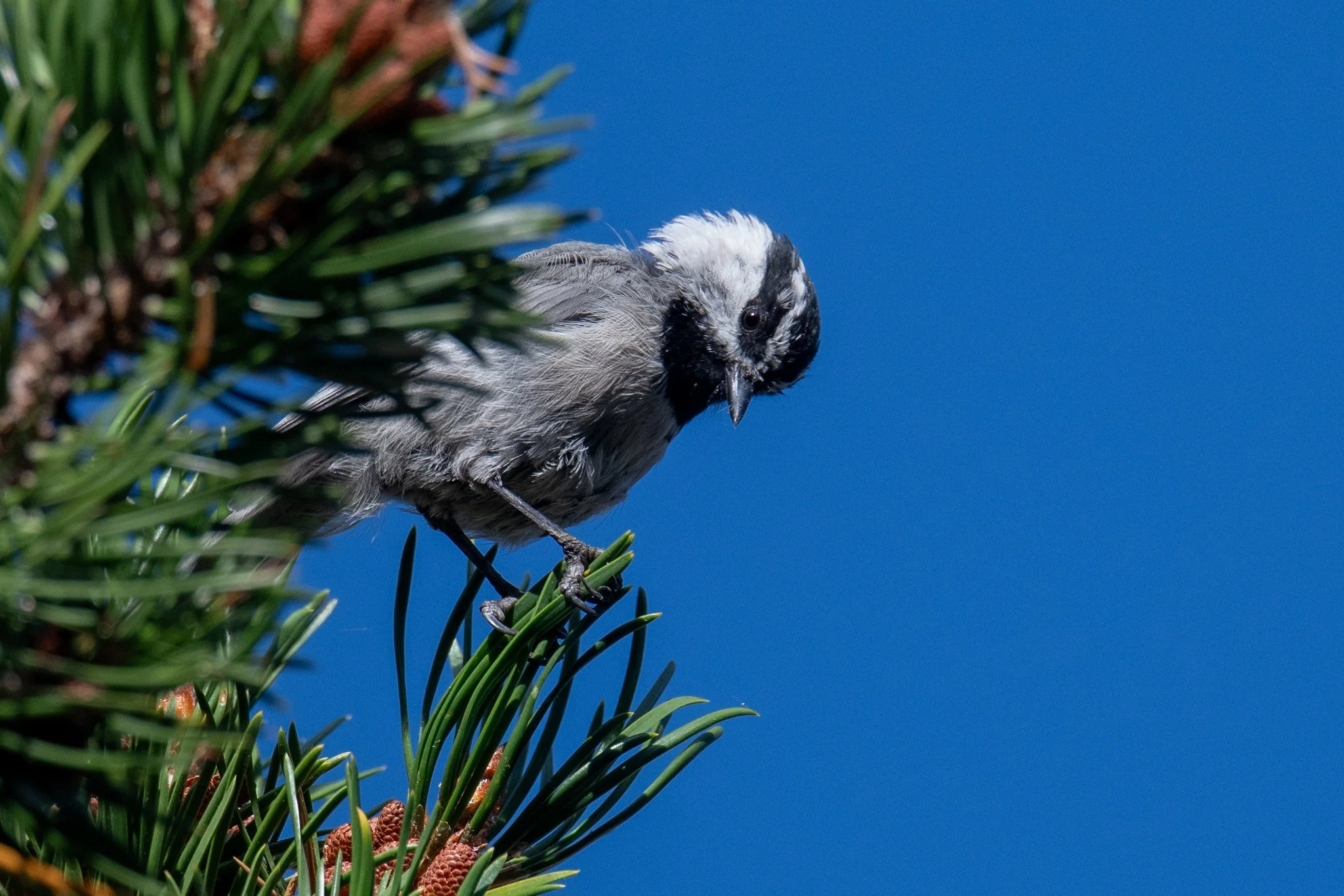 Mountain Chickadee (Poecile gambeli)