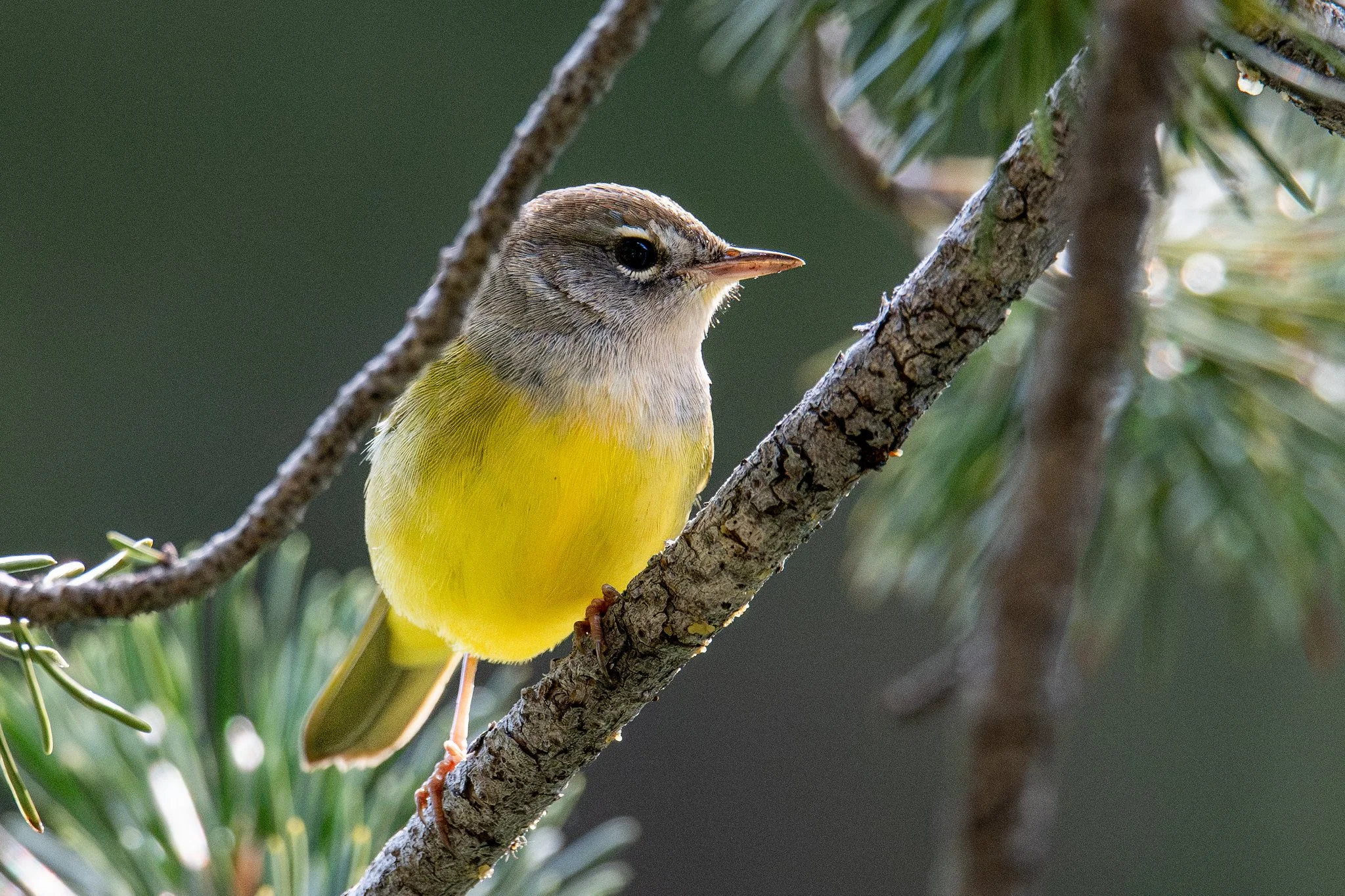 MacGillivray's Warbler (Geothlypis tolmiei)