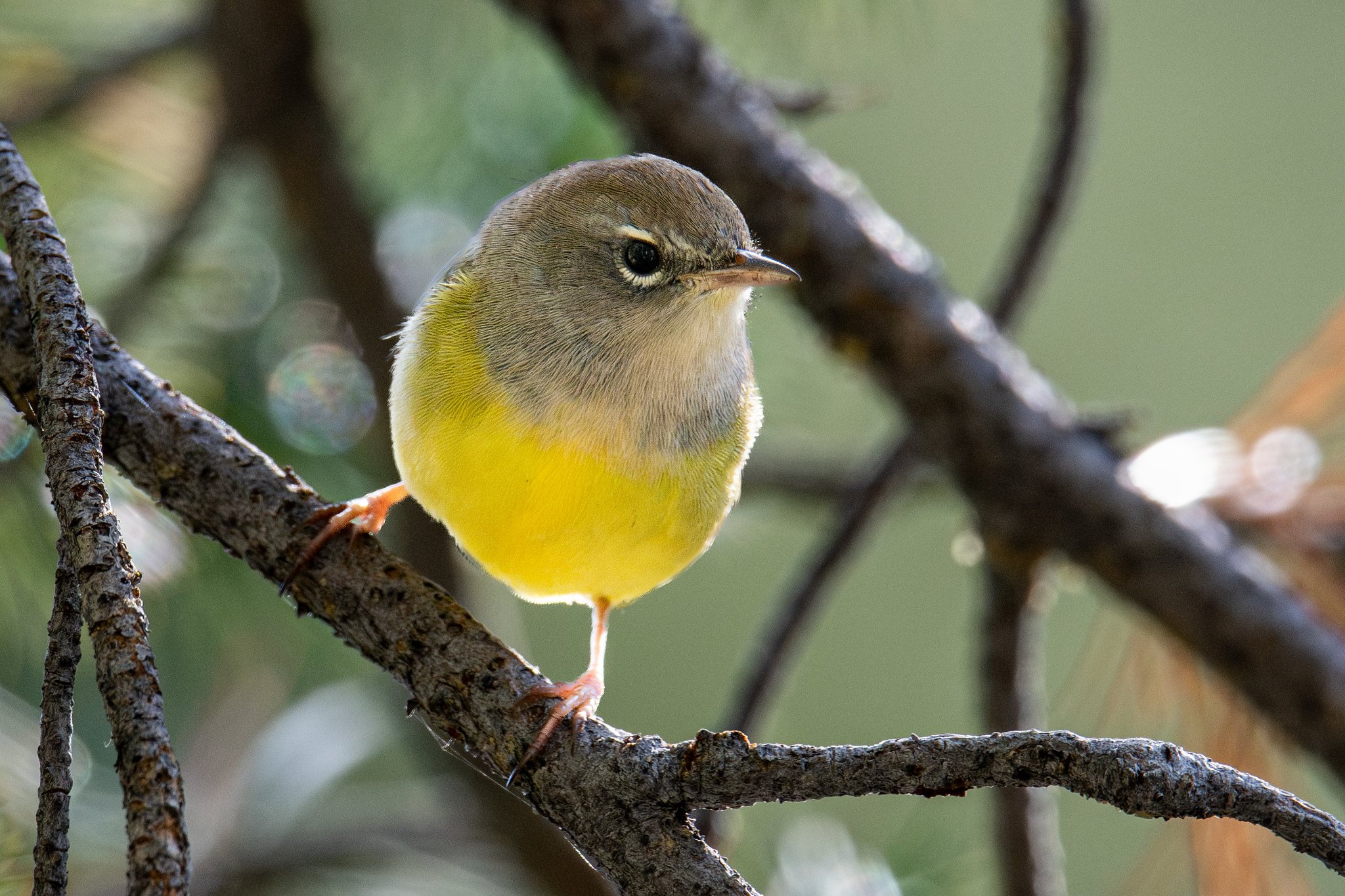 MacGillivray's Warbler (Geothlypis tolmiei)