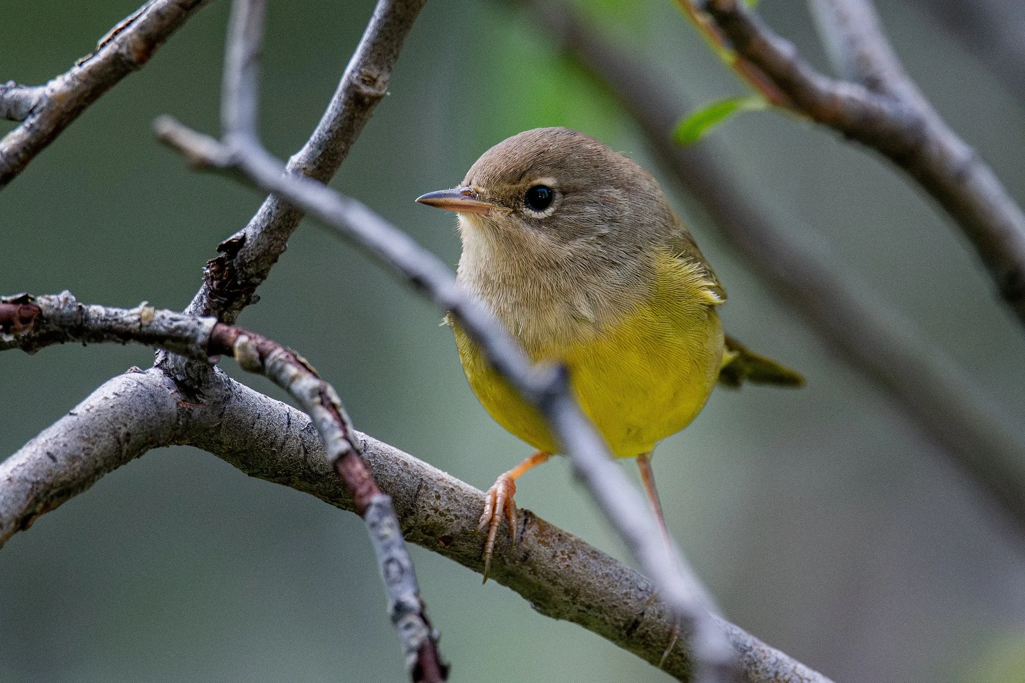 MacGillivray's Warbler (Geothlypis tolmiei)