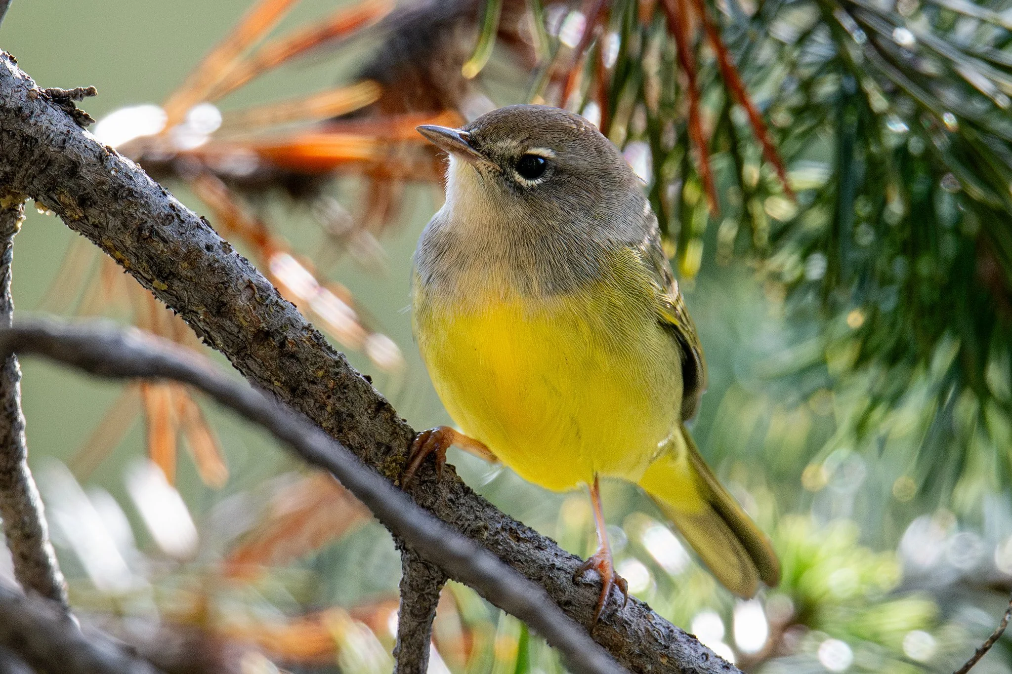 MacGillivray's Warbler (Geothlypis tolmiei)