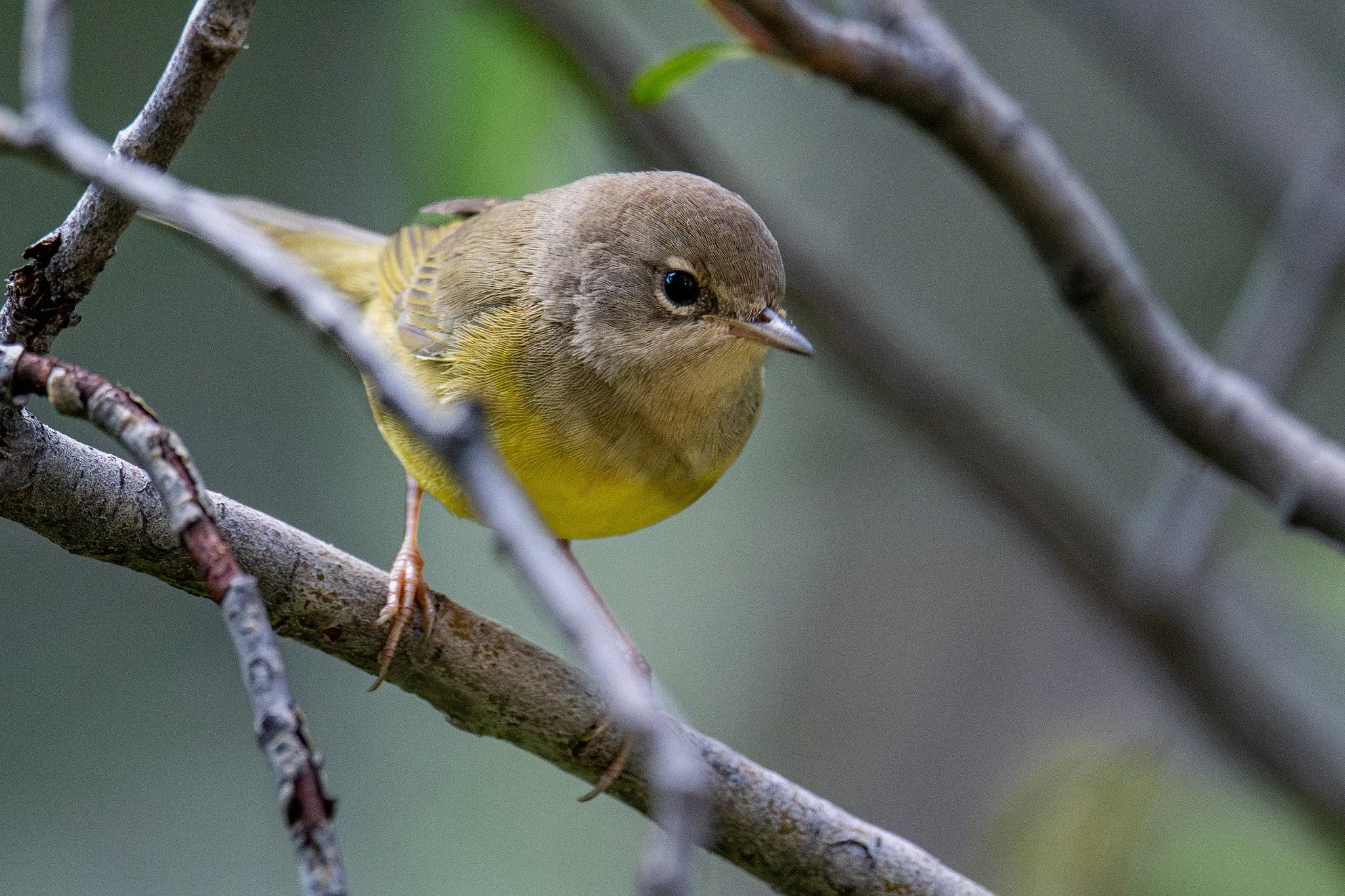 MacGillivray's Warbler (Geothlypis tolmiei)
