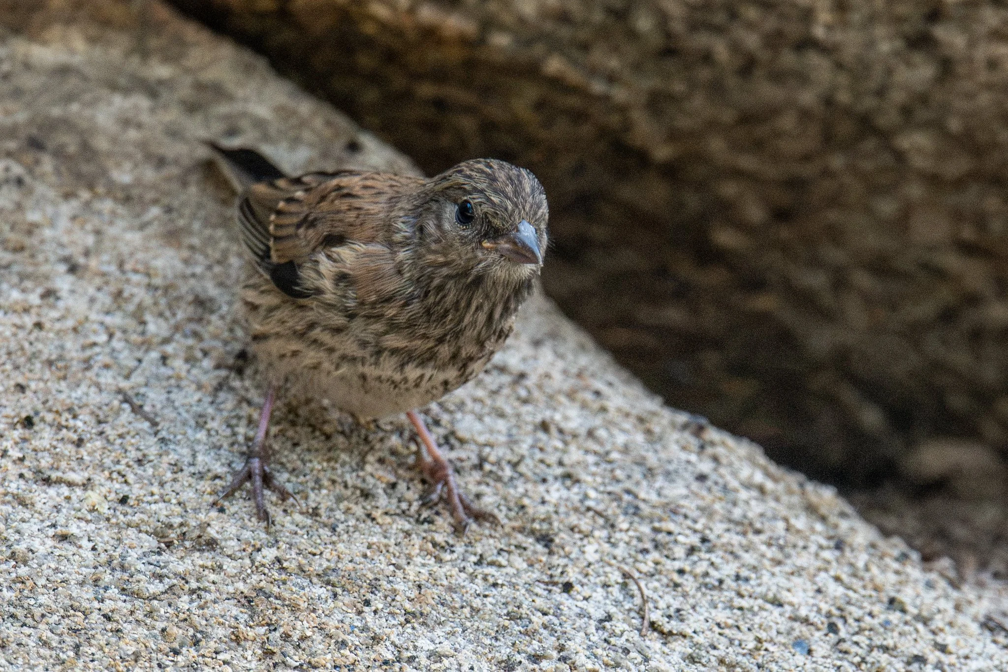 Dark-eyed Junco, Oregon (Junco hyemalis [oreganus Group])