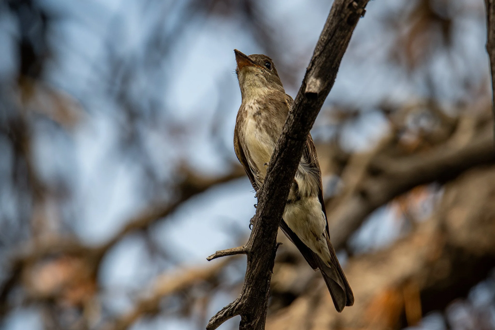 Olive-sided Flycatcher (Contopus cooperi)