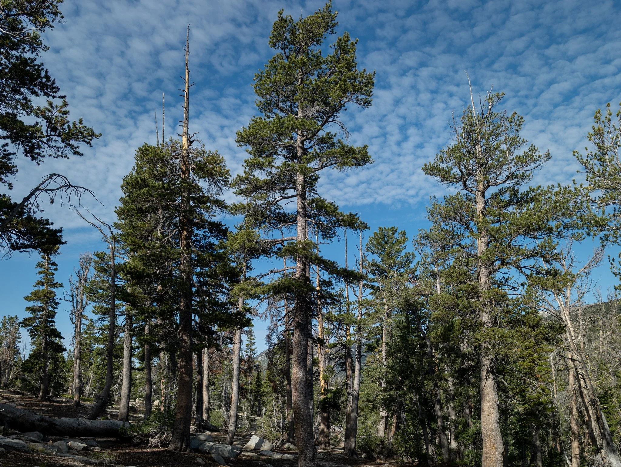Back Country Tahoe Meadows