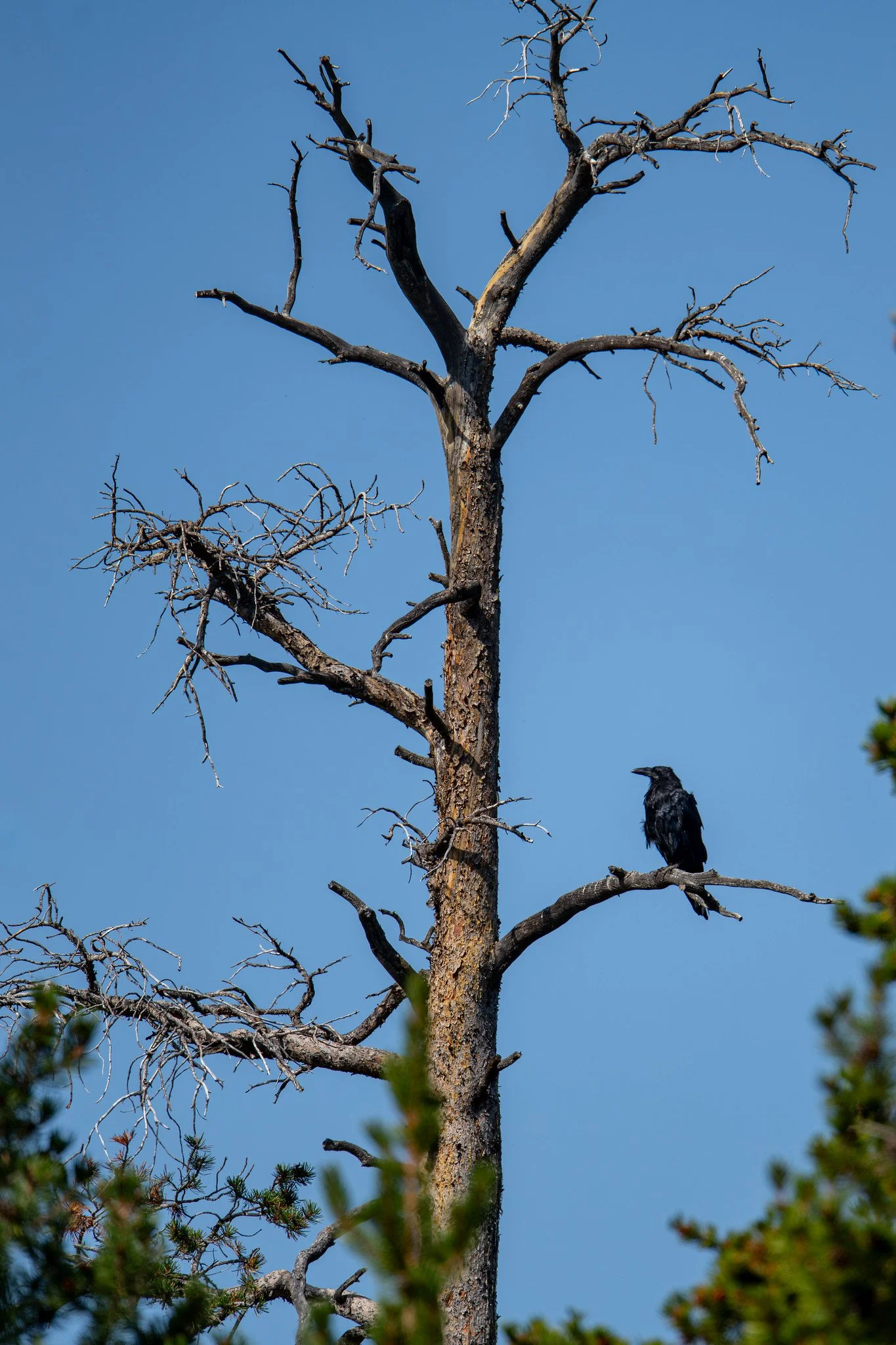 Common Raven (Corvus corax)