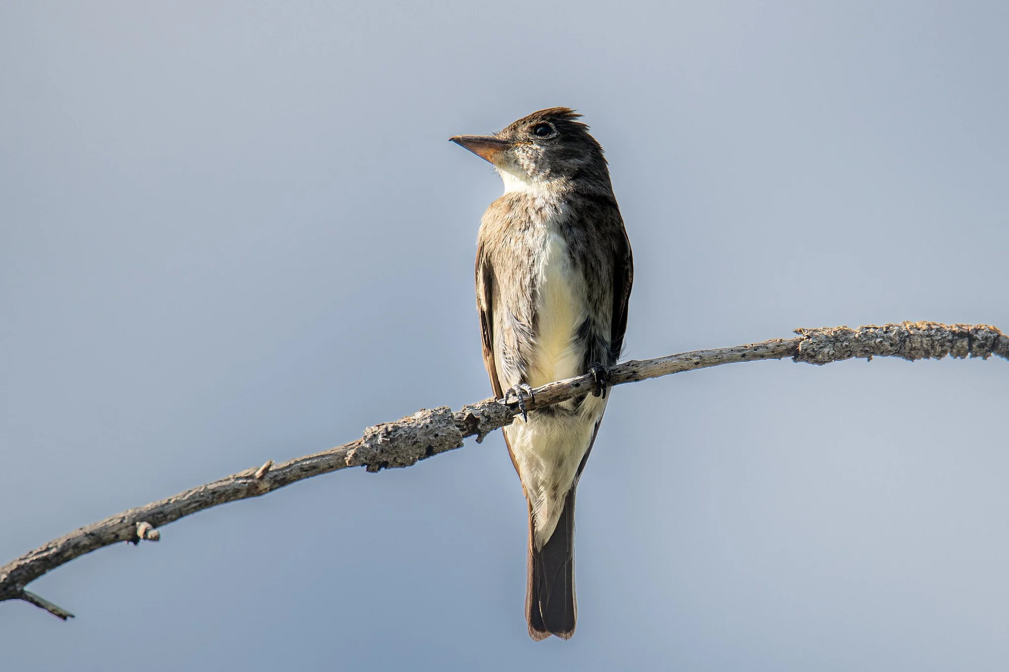 Olive-sided Flycatcher (Contopus cooperi)