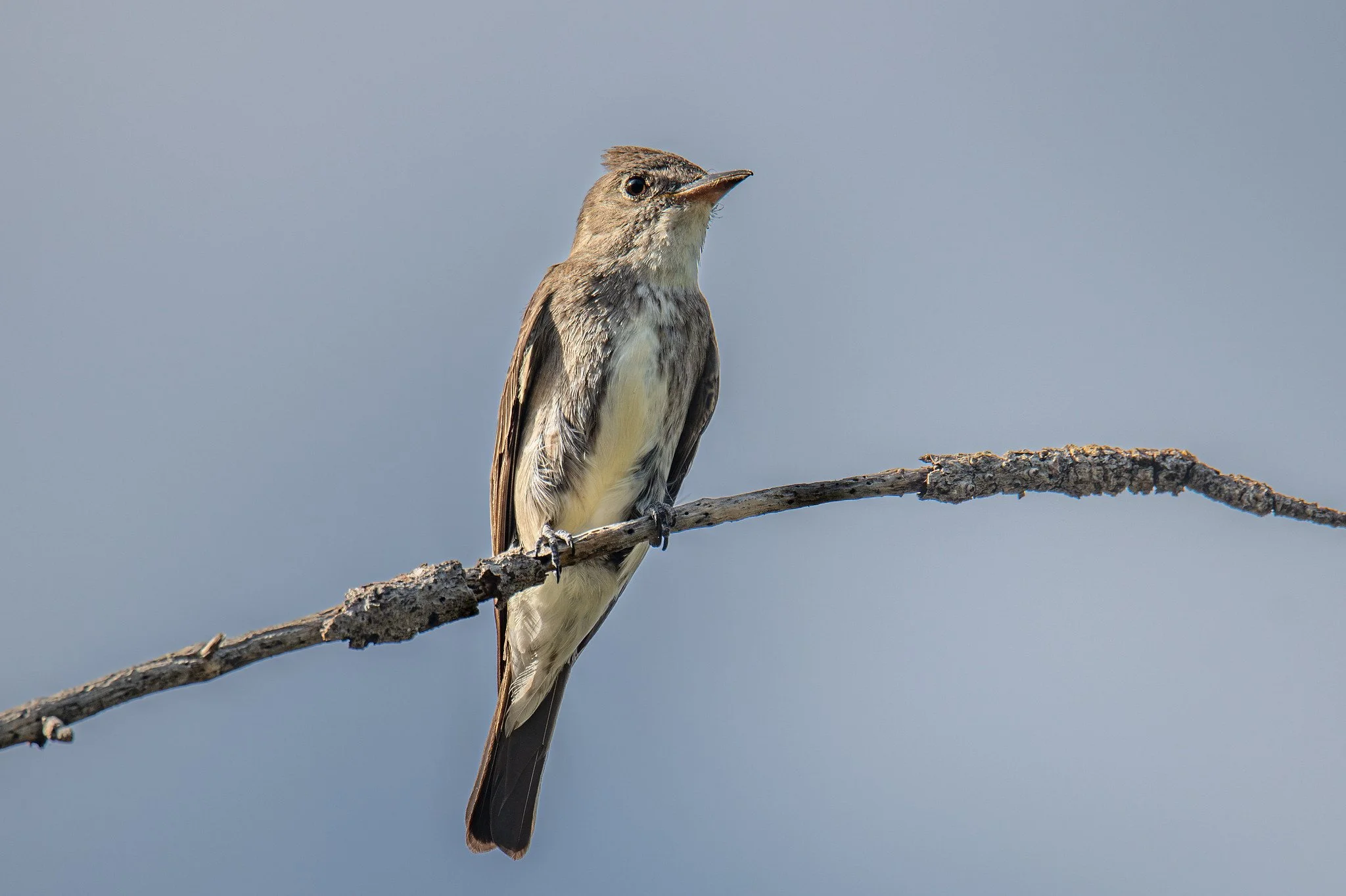 Olive-sided Flycatcher (Contopus cooperi)