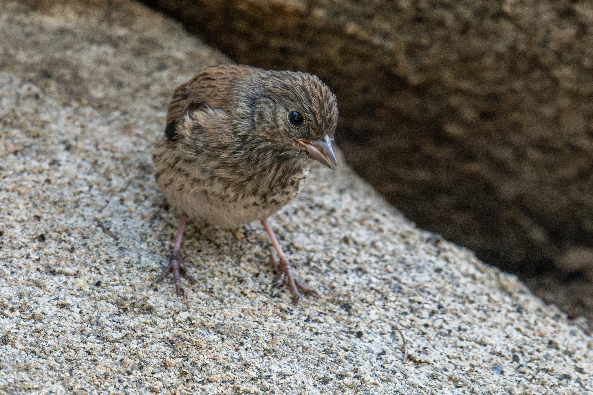 Dark-eyed Junco, Oregon (Junco hyemalis [oreganus Group])