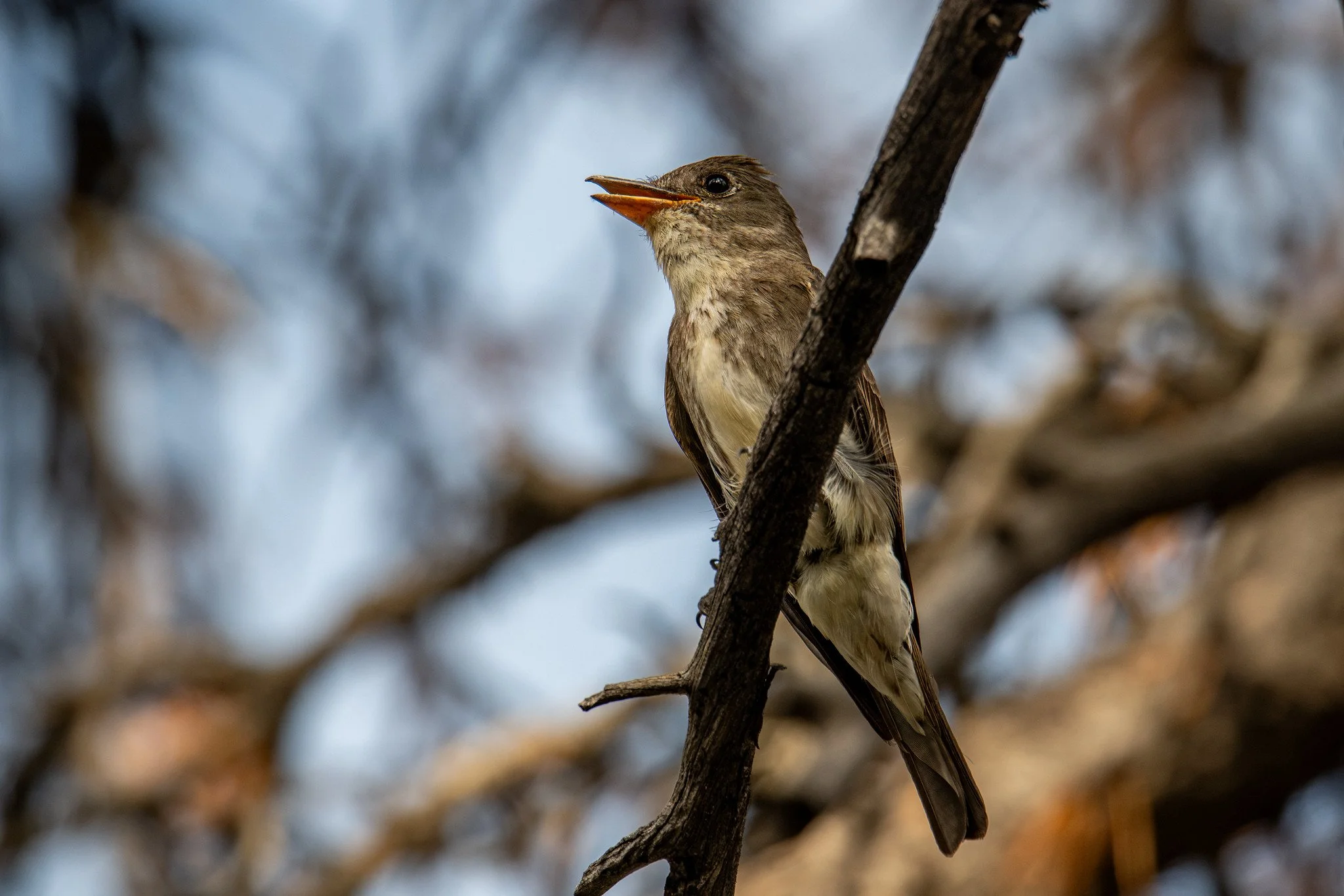 Olive-sided Flycatcher (Contopus cooperi)