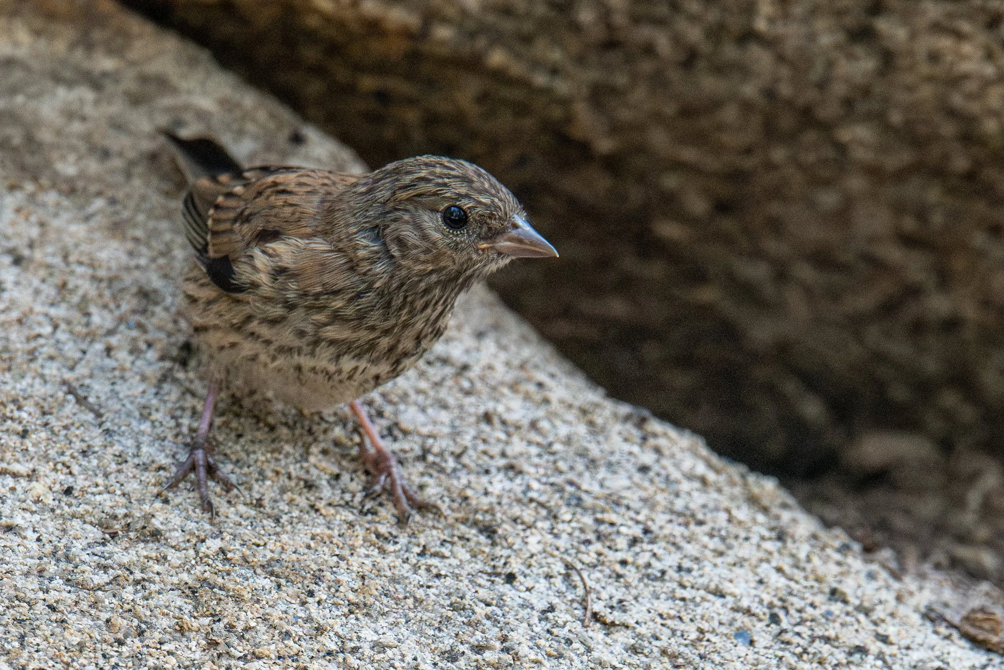 Dark-eyed Junco, Oregon (Junco hyemalis [oreganus Group])