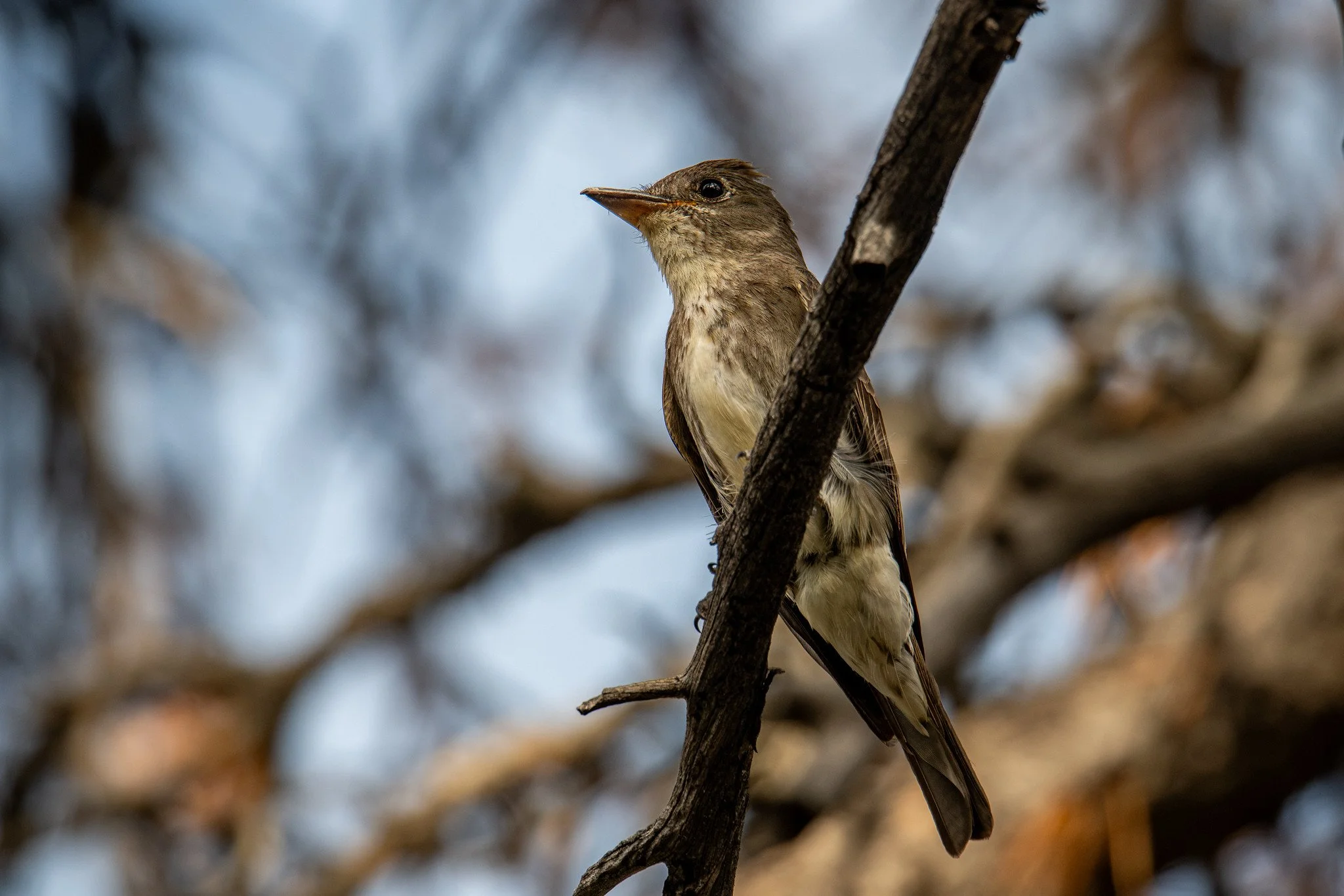 Olive-sided Flycatcher (Contopus cooperi)