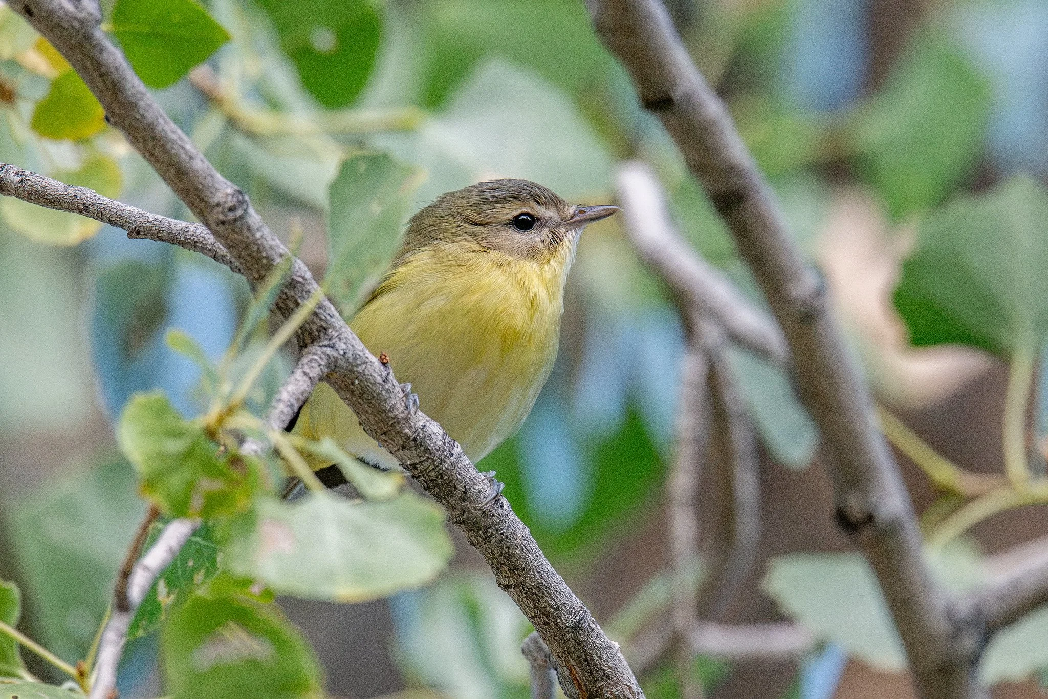Philadelphia Vireo (Vireo philadelphicus)