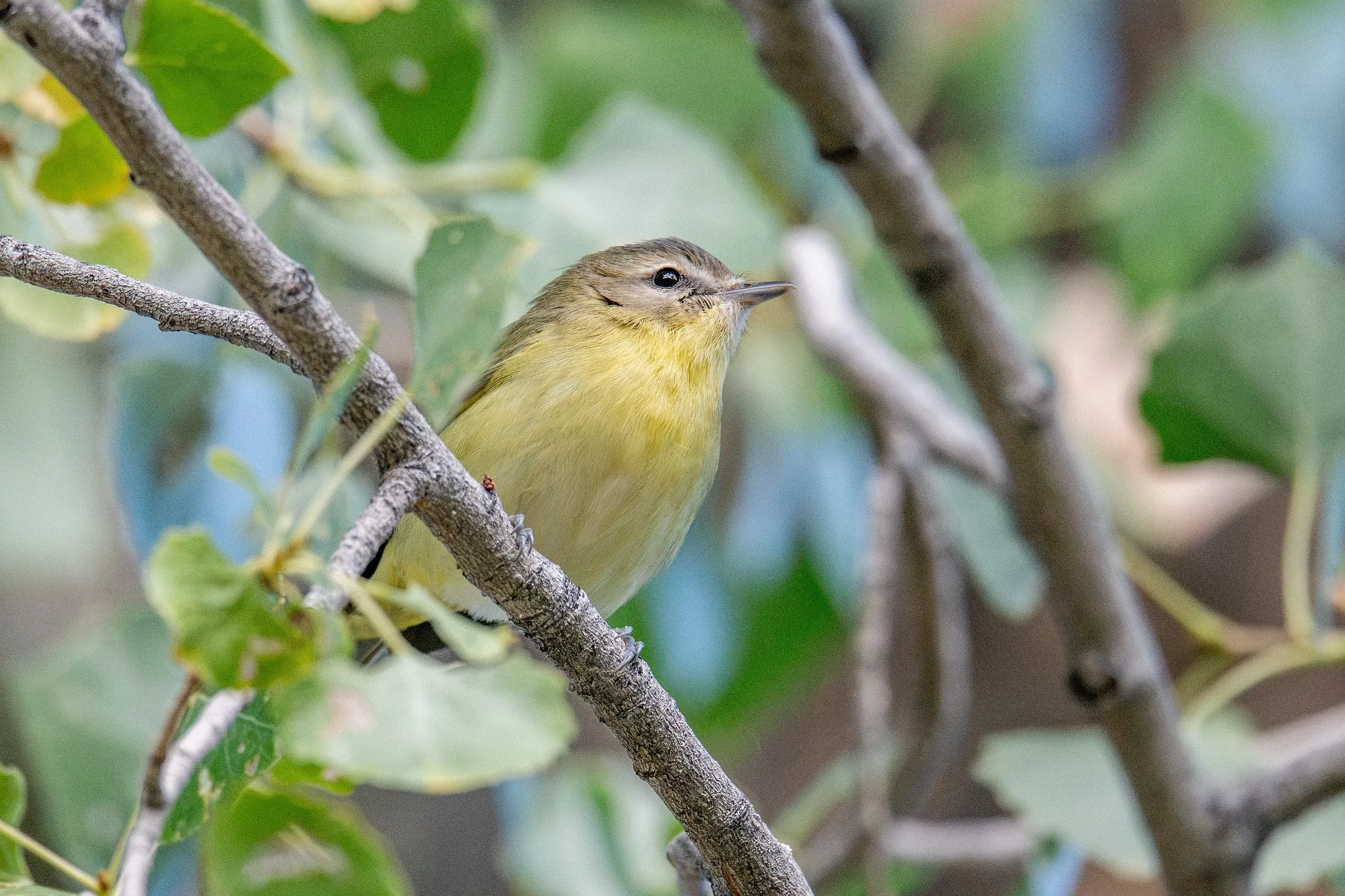 Philadelphia Vireo (Vireo philadelphicus)
