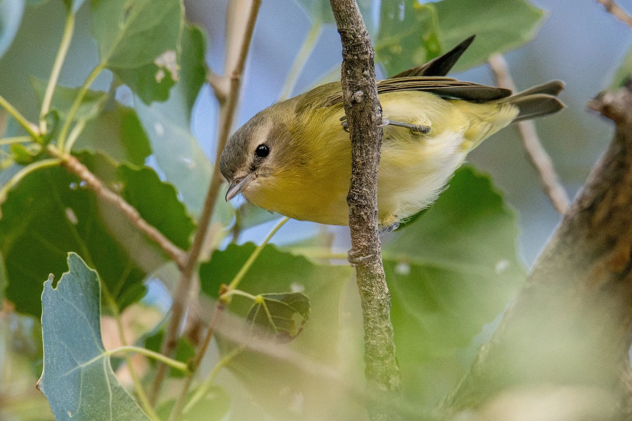 Philadelphia Vireo (Vireo philadelphicus)