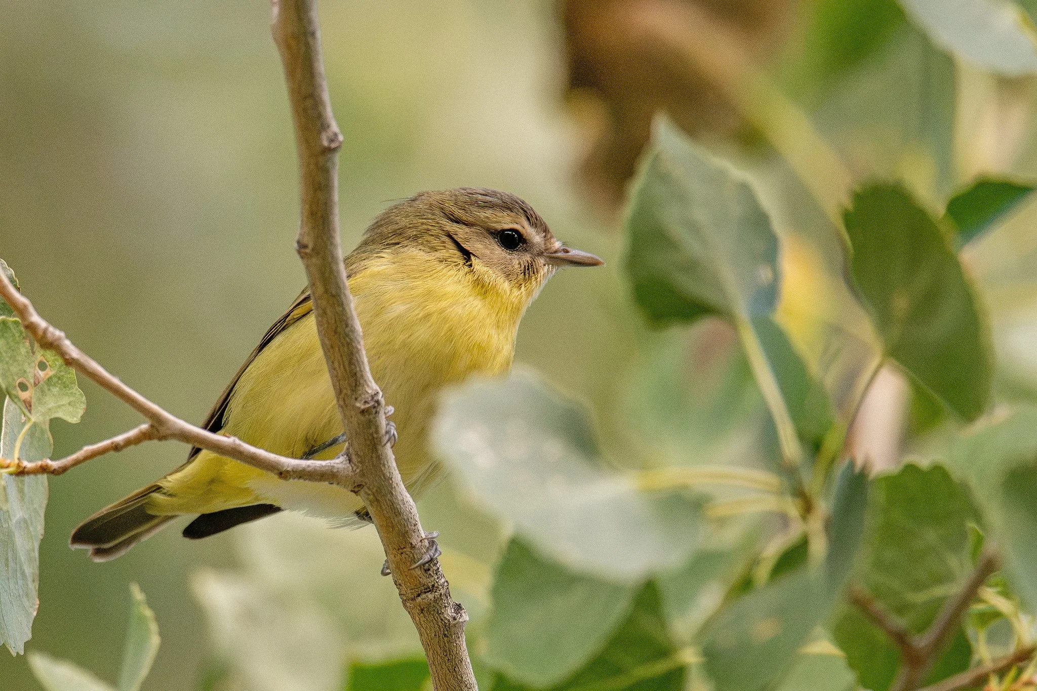 Philadelphia Vireo (Vireo philadelphicus)