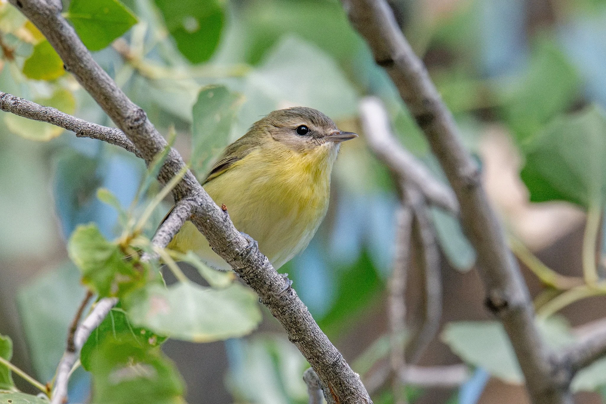 Philadelphia Vireo (Vireo philadelphicus)