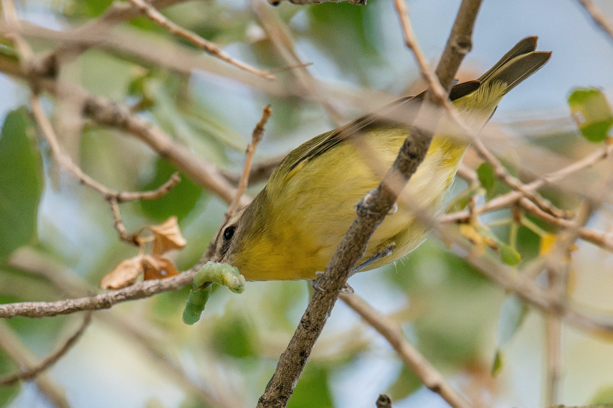 Philadelphia Vireo (Vireo philadelphicus)