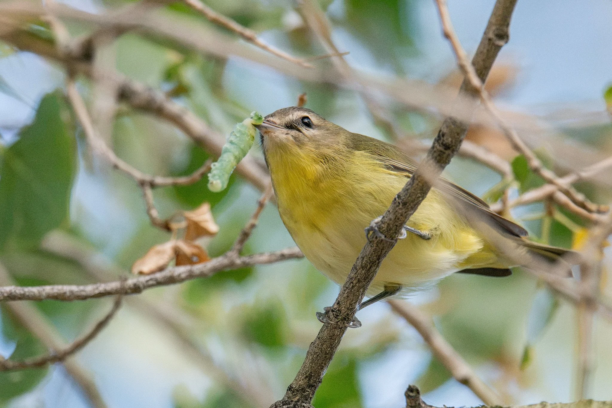 Philadelphia Vireo (Vireo philadelphicus)