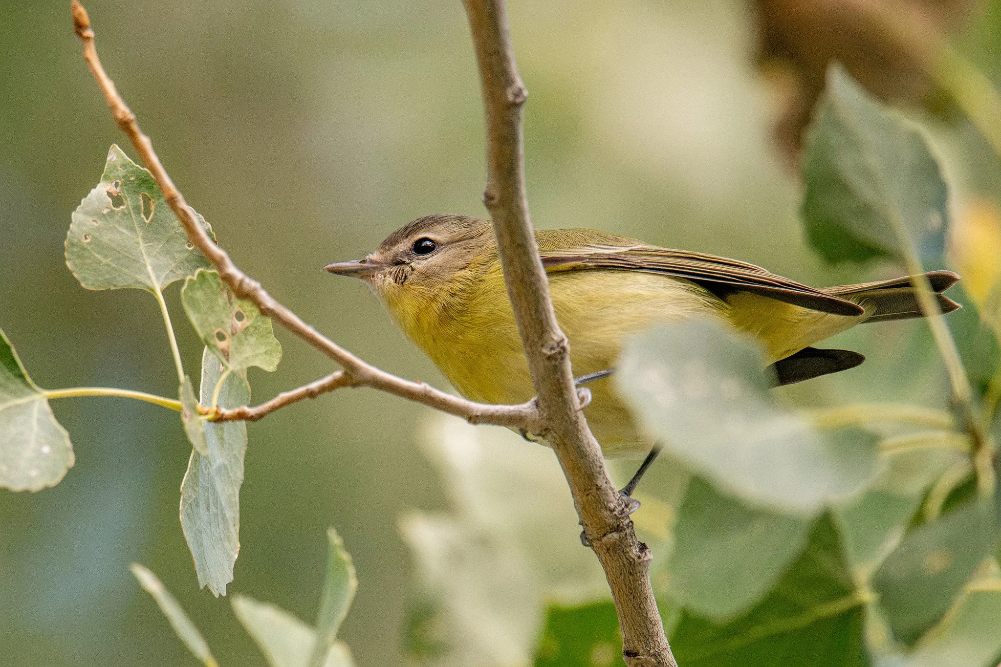 Philadelphia Vireo (Vireo philadelphicus)