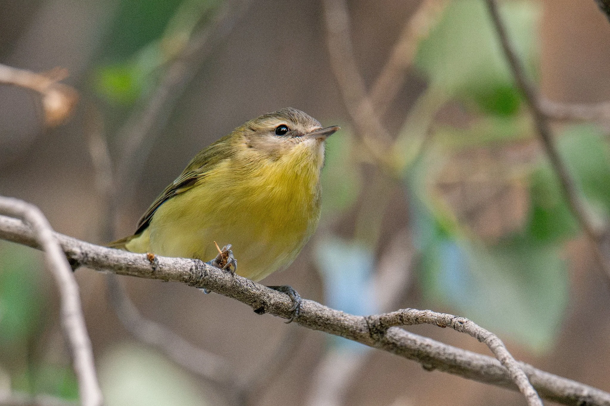 Philadelphia Vireo (Vireo philadelphicus)