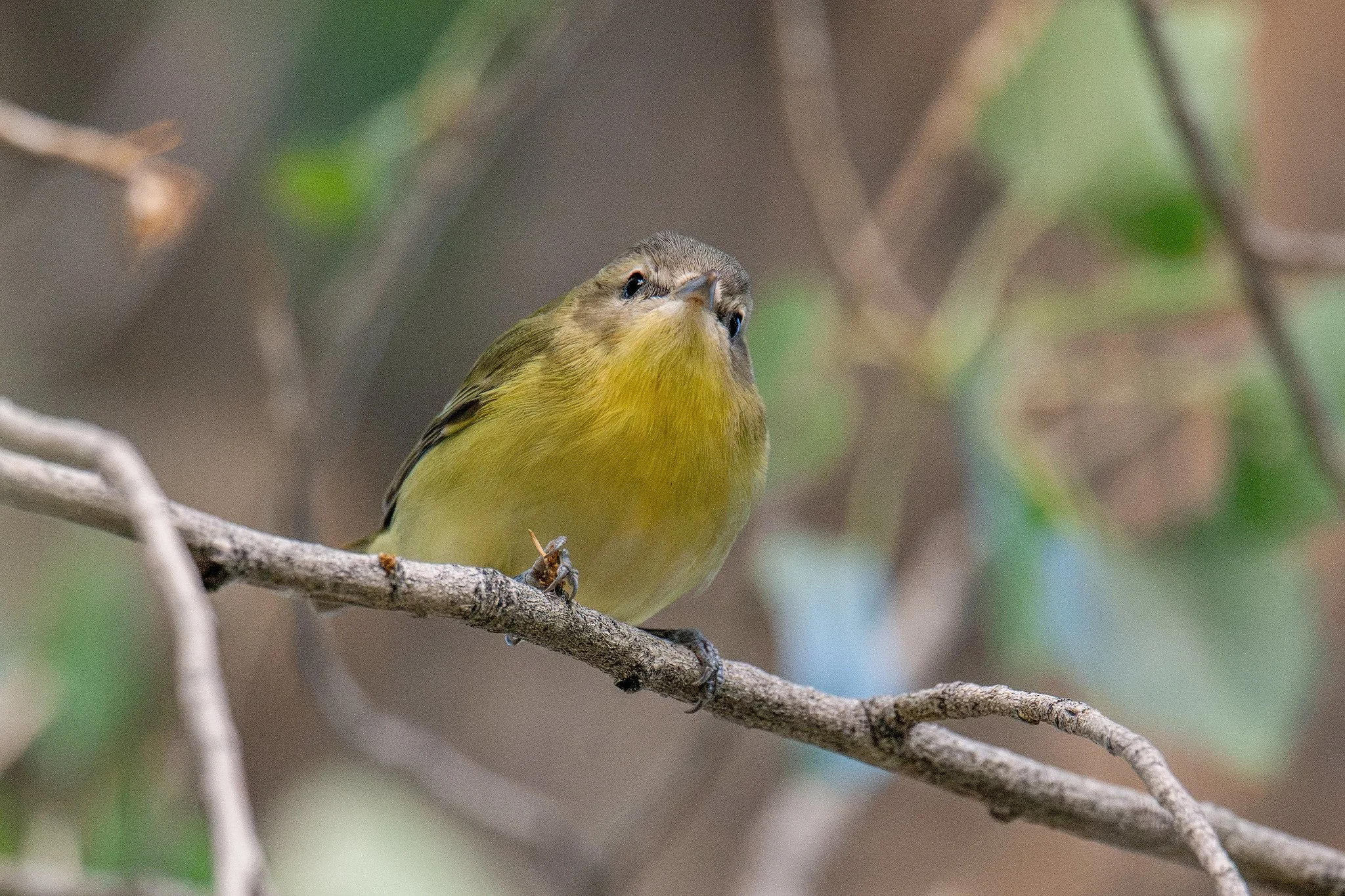 Philadelphia Vireo (Vireo philadelphicus)